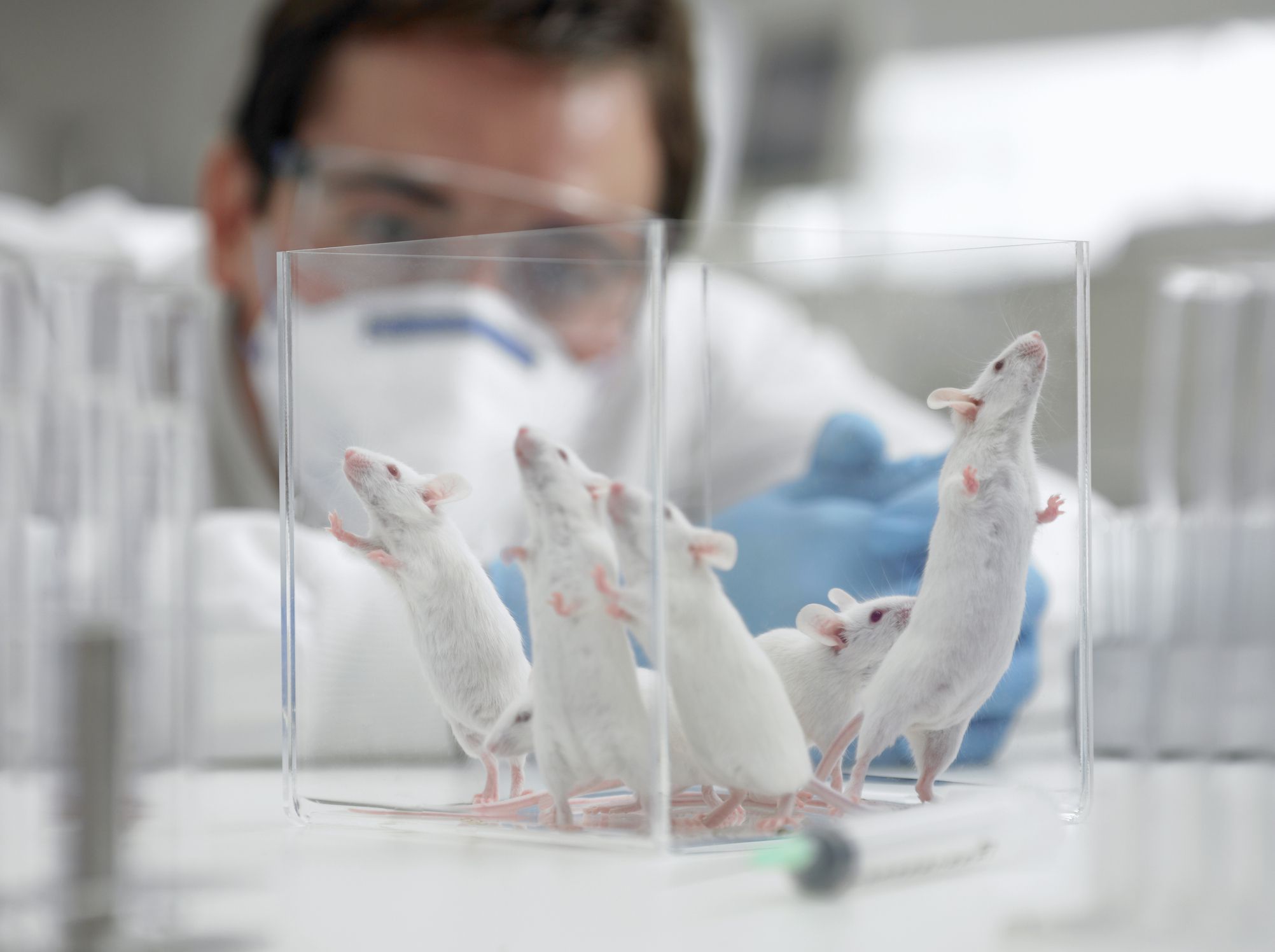 Observando ratones para un experimento de laboratorio