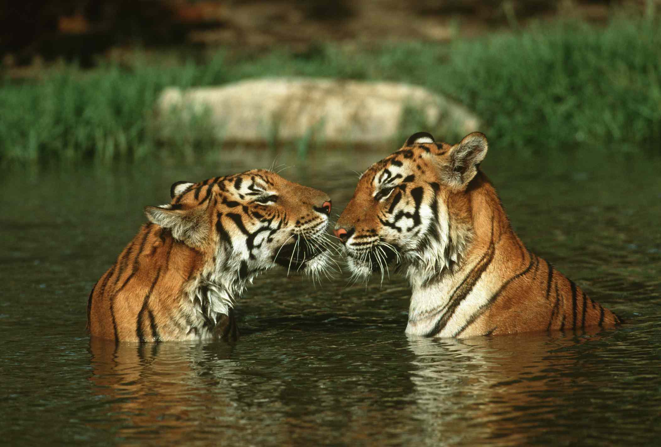 Dos tigres, nariz con nariz, a pecho en un río