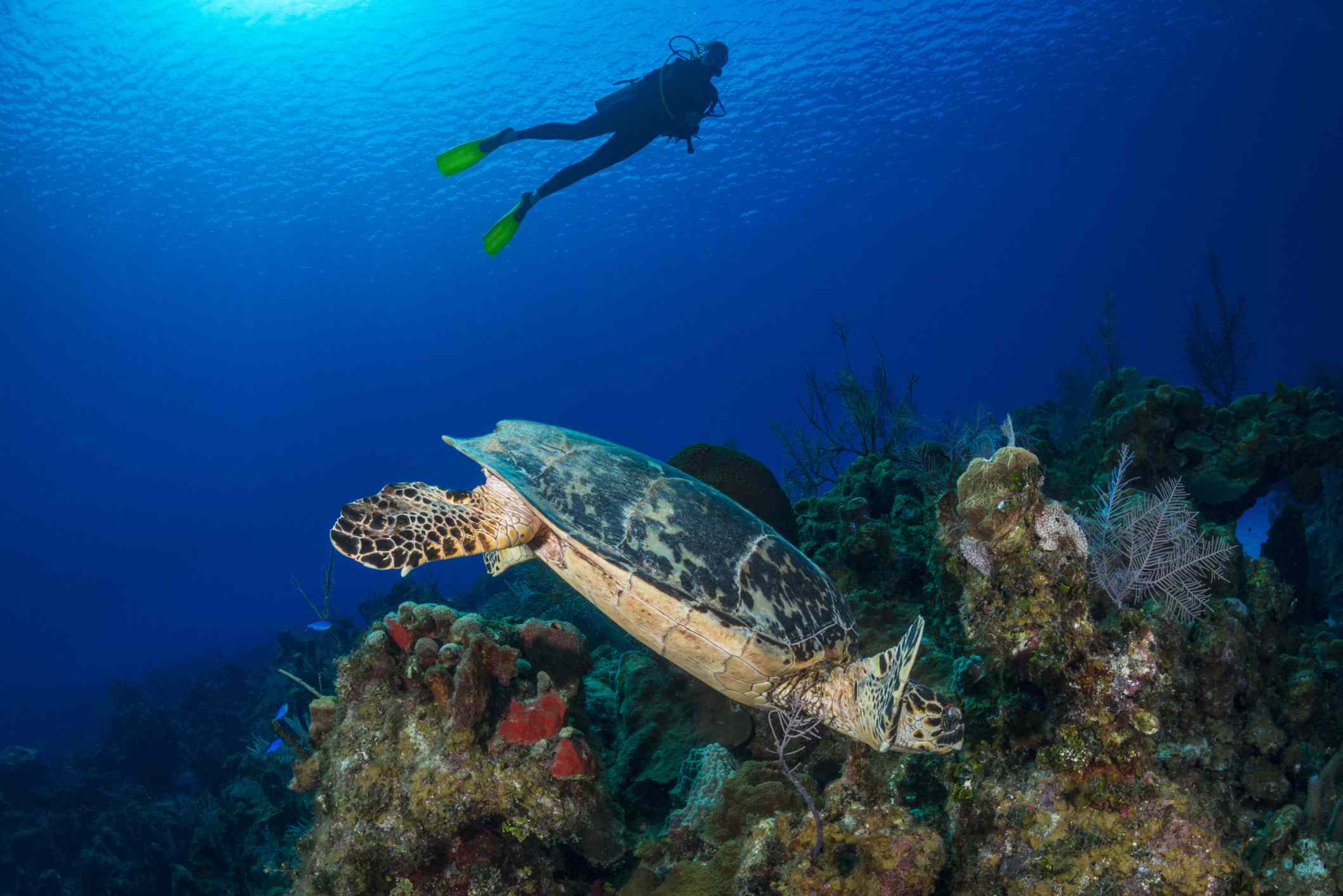 Buceador flotando sobre un arrecife y una tortuga Carey en las Islas Caimán