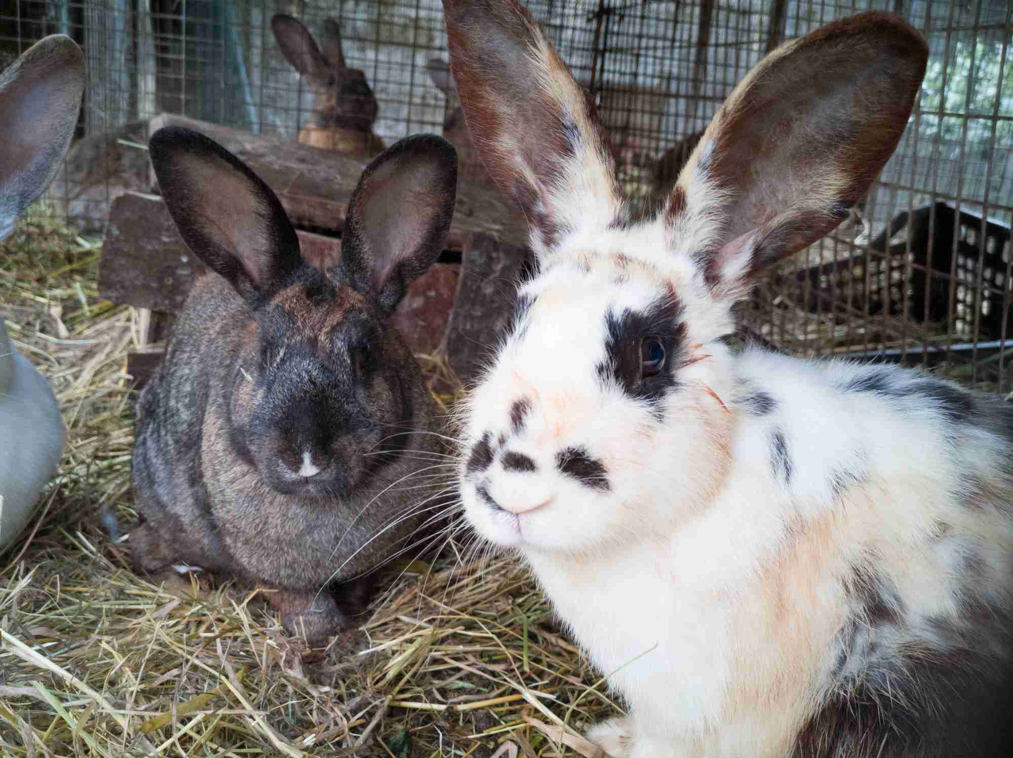 Conejos en una granja