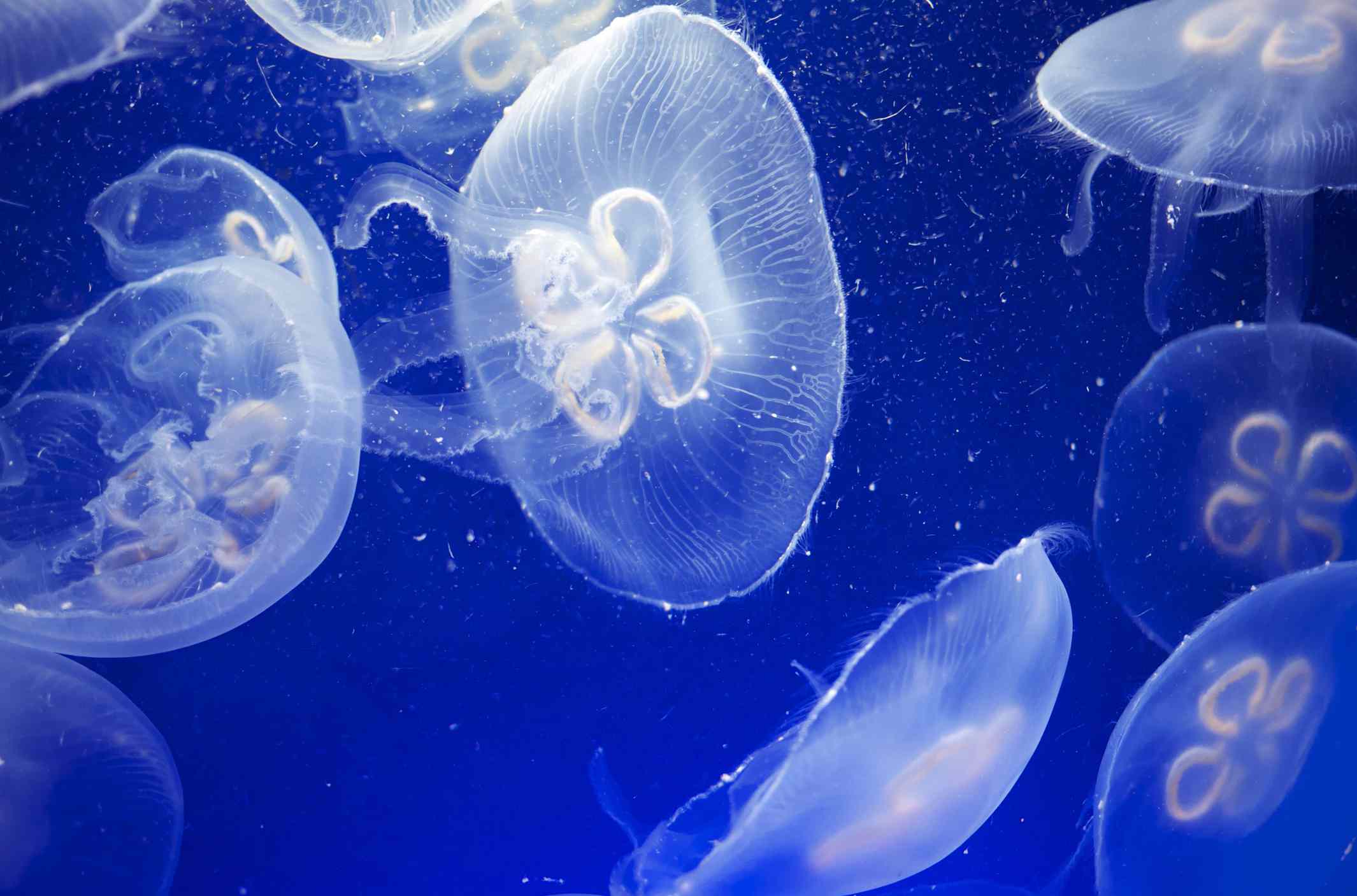 Varias medusas luna translúcidas flotando en agua azul brillante