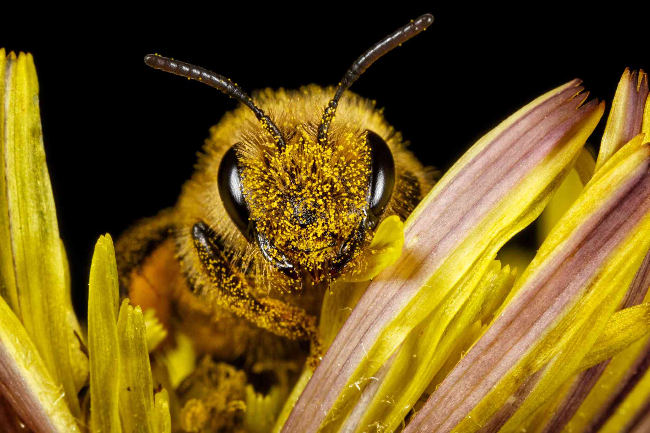 Abeja con polen