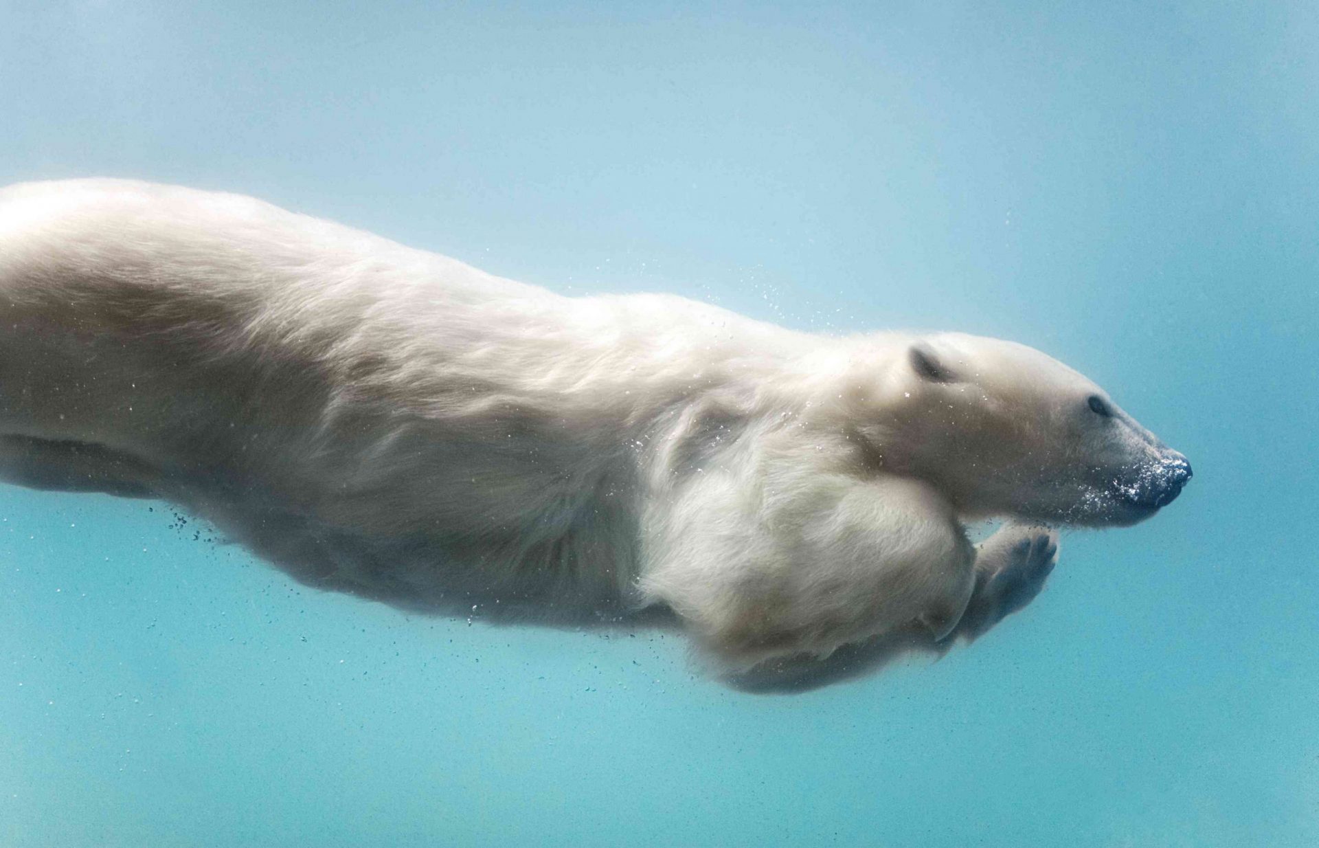 Oso polar nadando bajo el agua