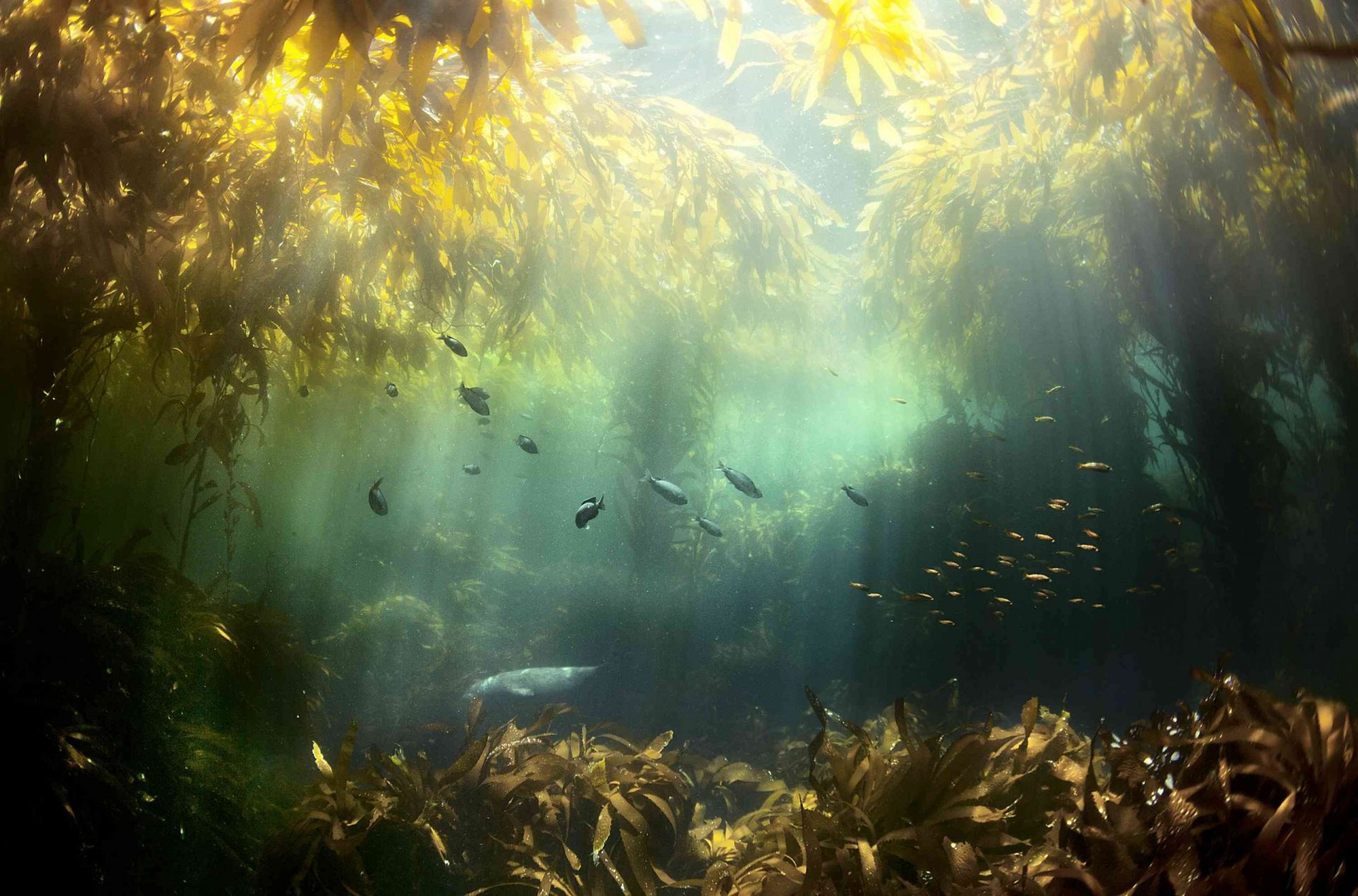 Una escena submarina del sol filtrándose a través de las algas marinas, iluminando a los peces y las hierbas marinas
