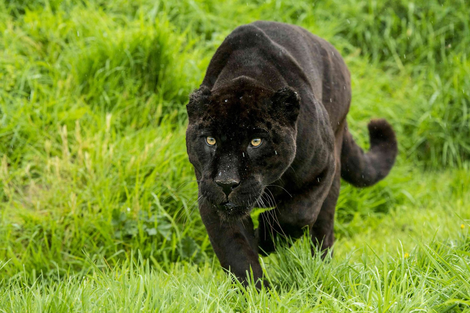 Una pantera negra, o melanista, en la hierba
