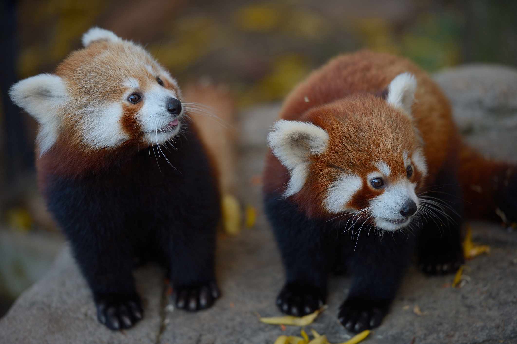 Dos crías de panda rojo