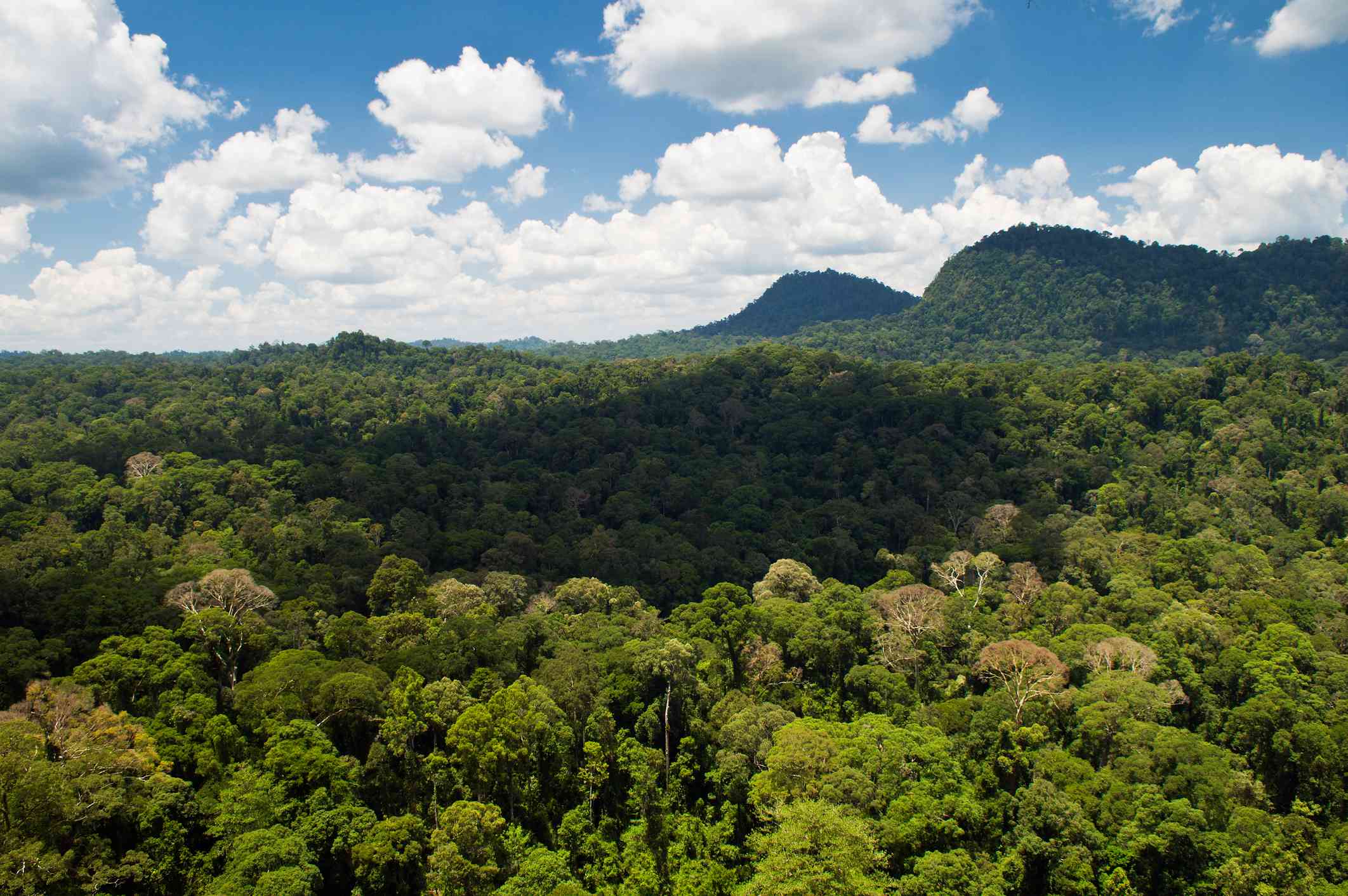 vista aérea del bosque en el Valle del Danum, Borneo