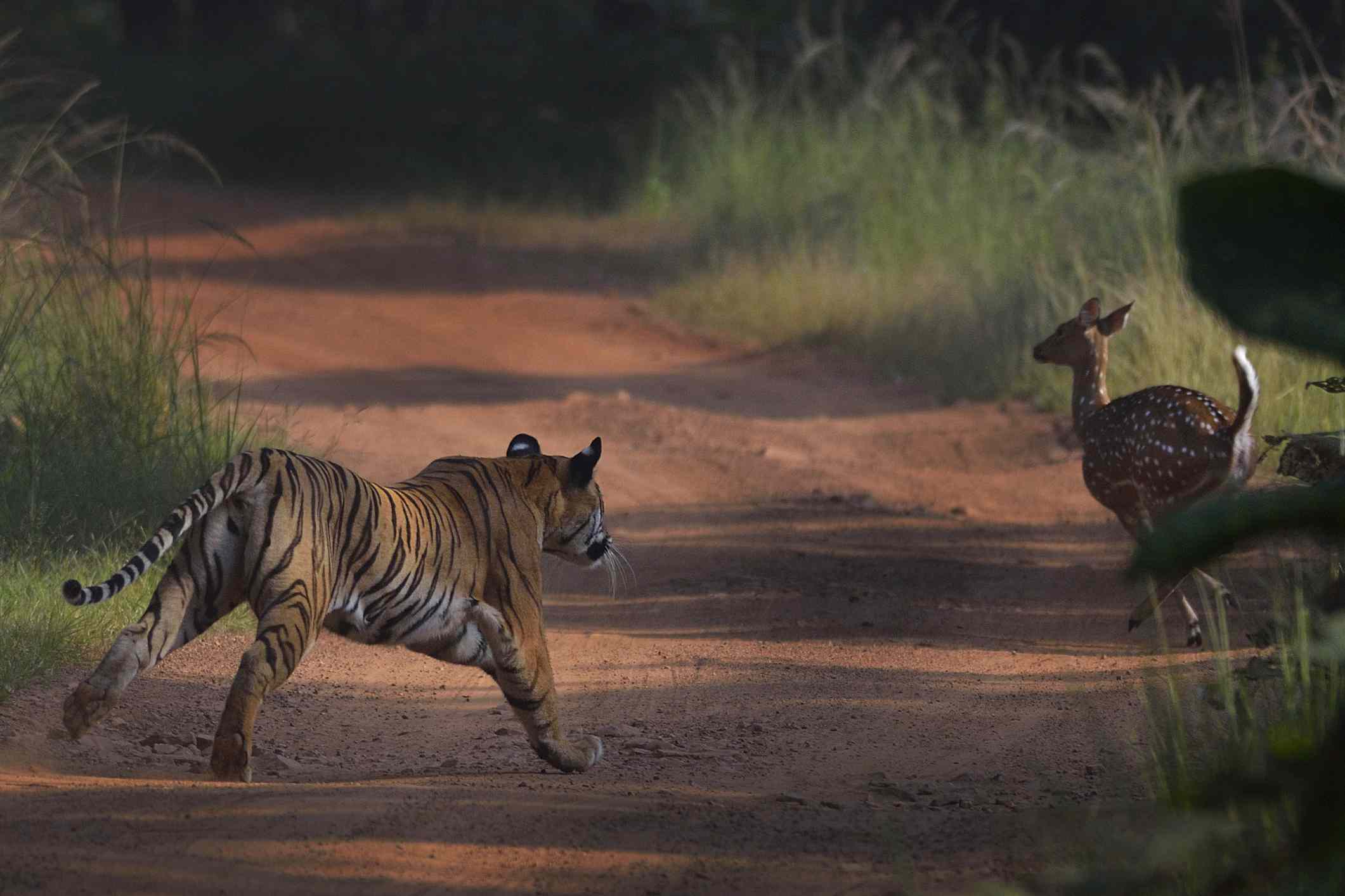Un tigre persigue a un ciervo en el Proyecto Tigre de Tadoba Andhari en Maharashtra, India