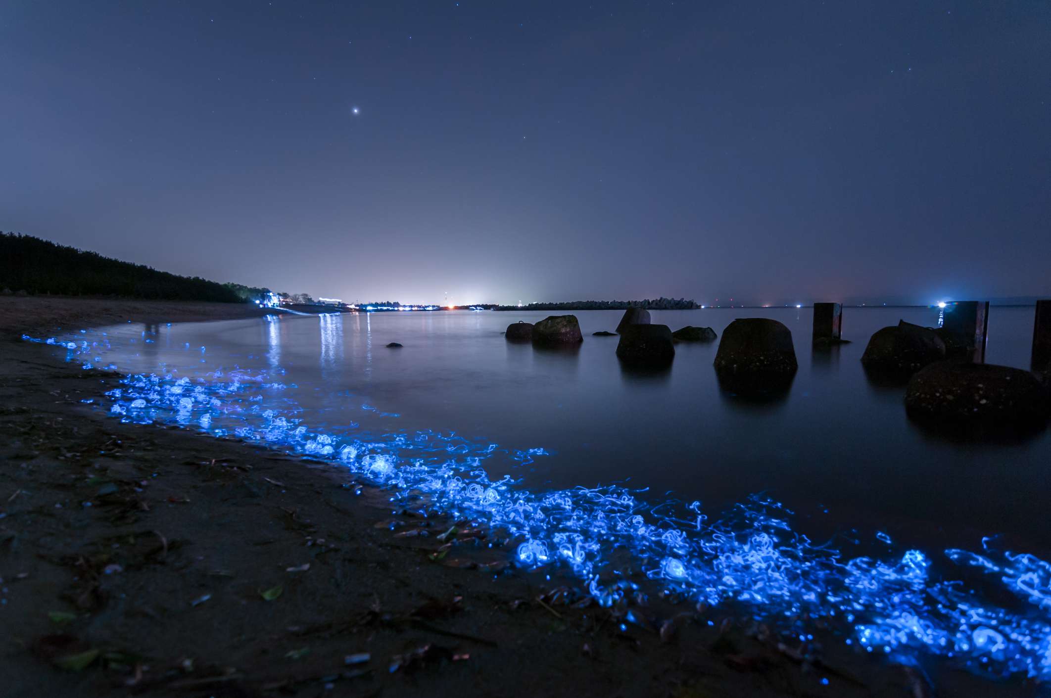 Grandes grupos de calamares luciérnaga al borde de la orilla en la Bahía de Toyama, Japón