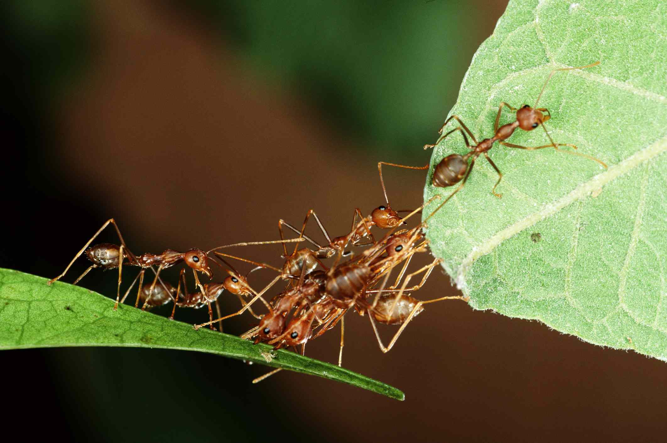 Hormigas tejedoras haciendo un puente sobre las hojas