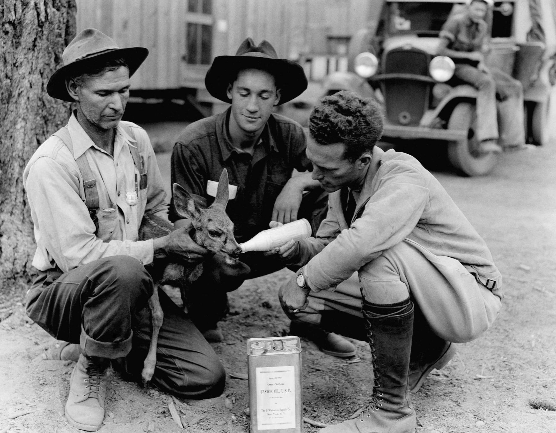 Tres hombres de un campamento del Cuerpo Civil de Conservación alimentan a un cervatillo en el campamento de Big Spring, California