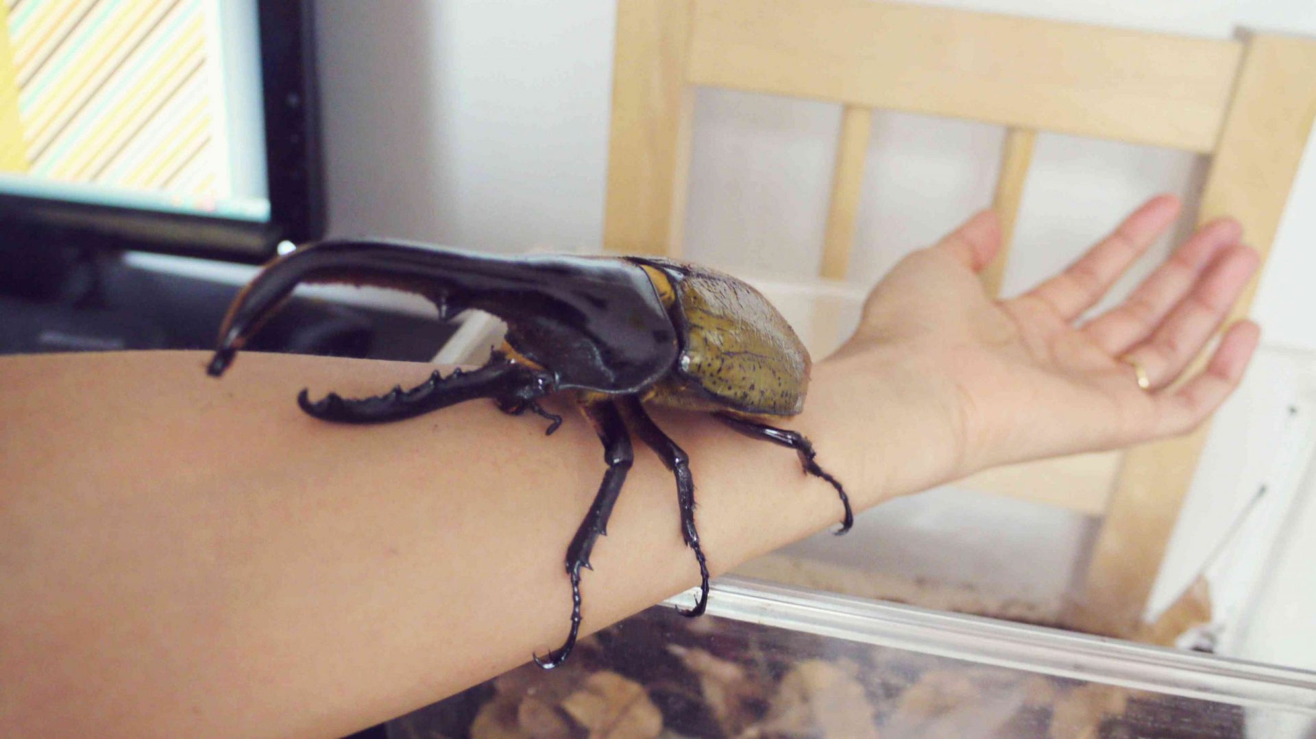 un escarabajo Hércules marrón y negro posado en el brazo de una persona