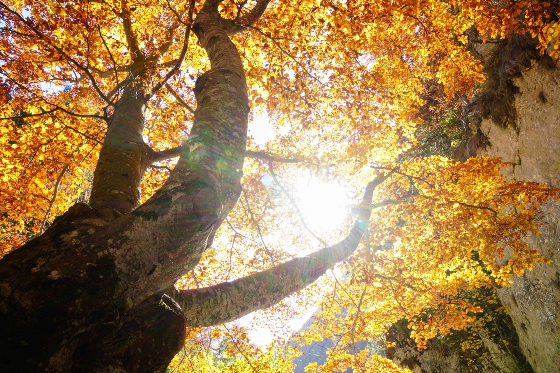vista de un árbol otoñal con hojas anaranjadas y el sol filtrándose entre las ramas