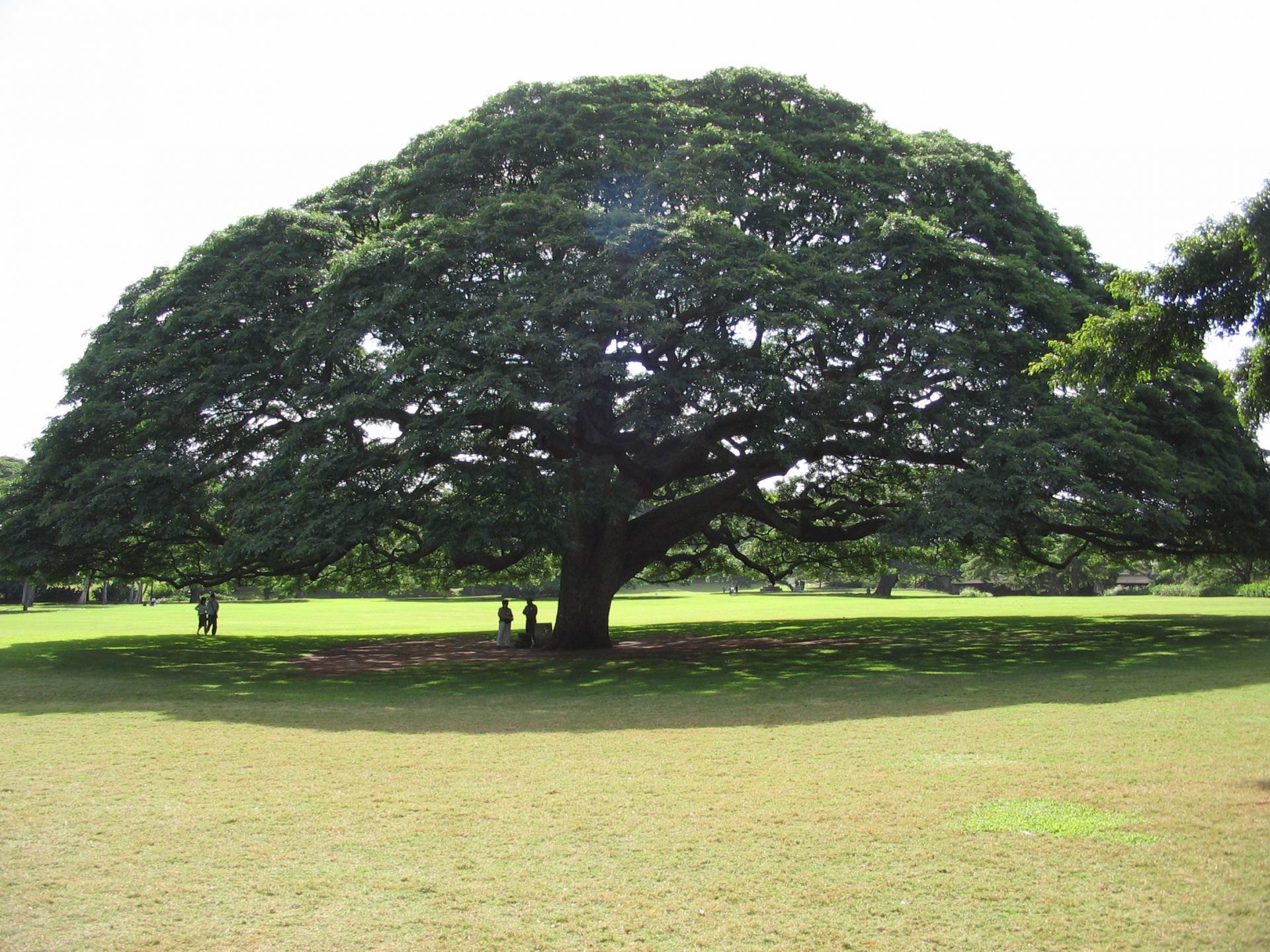 El árbol Hitachi en los Jardines Moanalua en Honolulu, Hawai