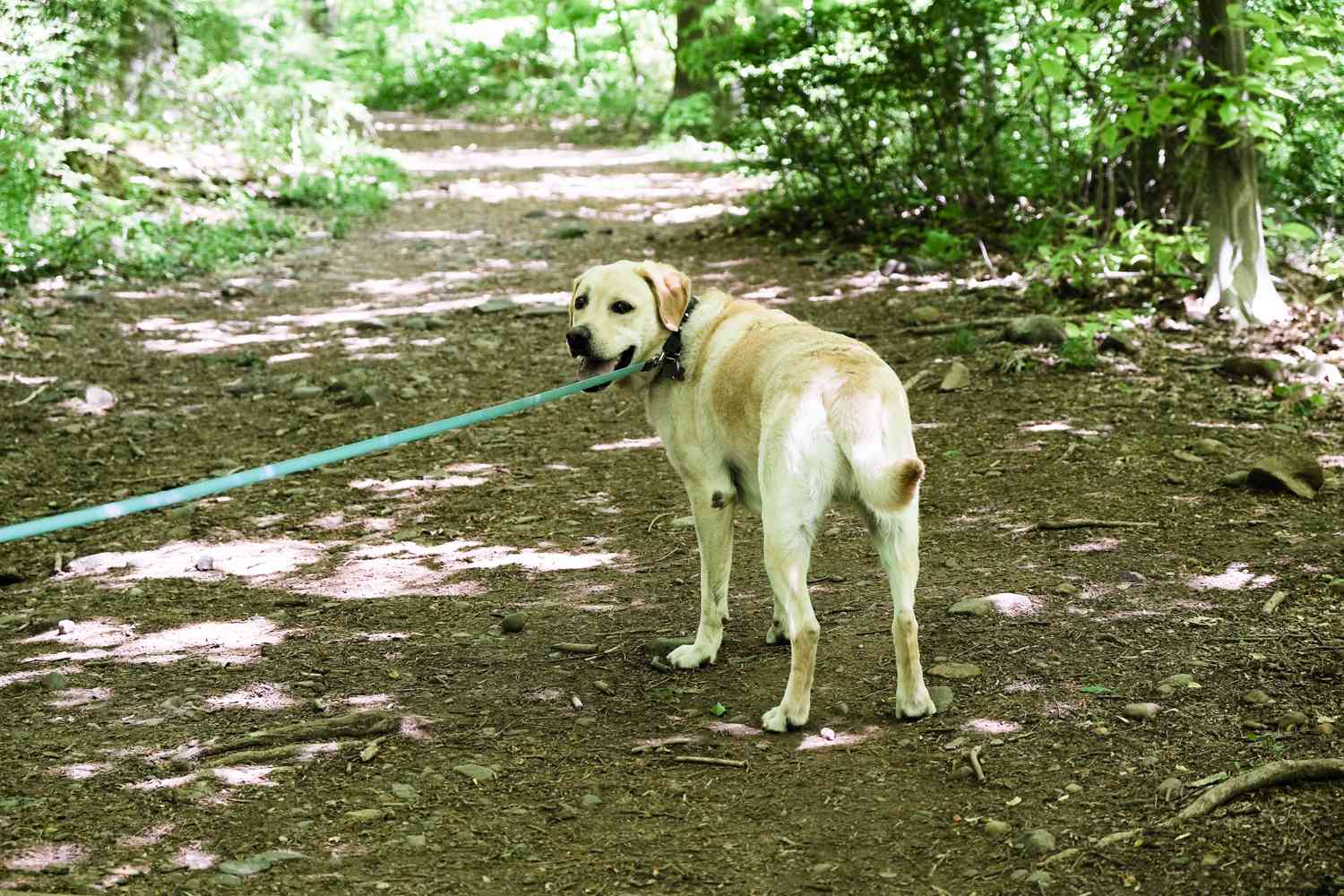perro labrador amarillo con correa azul se vuelve en el bosque para mirar a su dueño