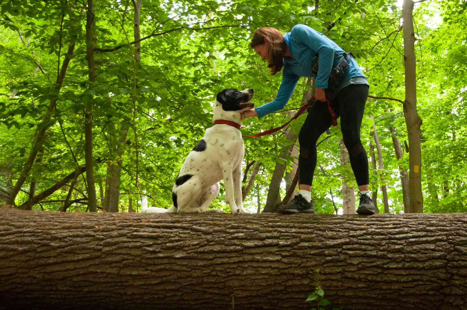 mujer con perro blanco y negro en equilibrio sobre un gran árbol caído en el bosque