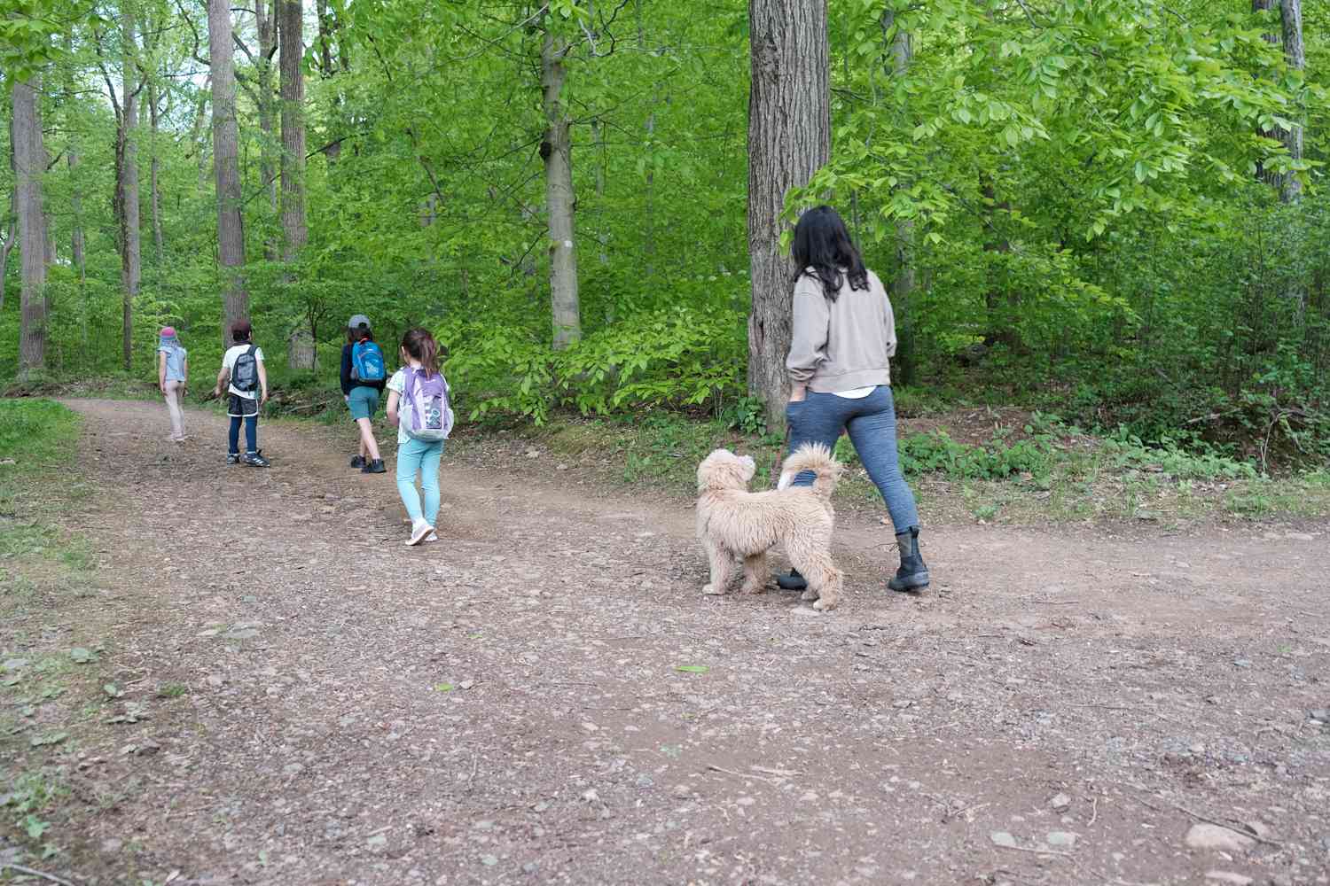 grupo de niños y dueño de perro, con doodle, caminan por un sendero de tierra hacia el bosque