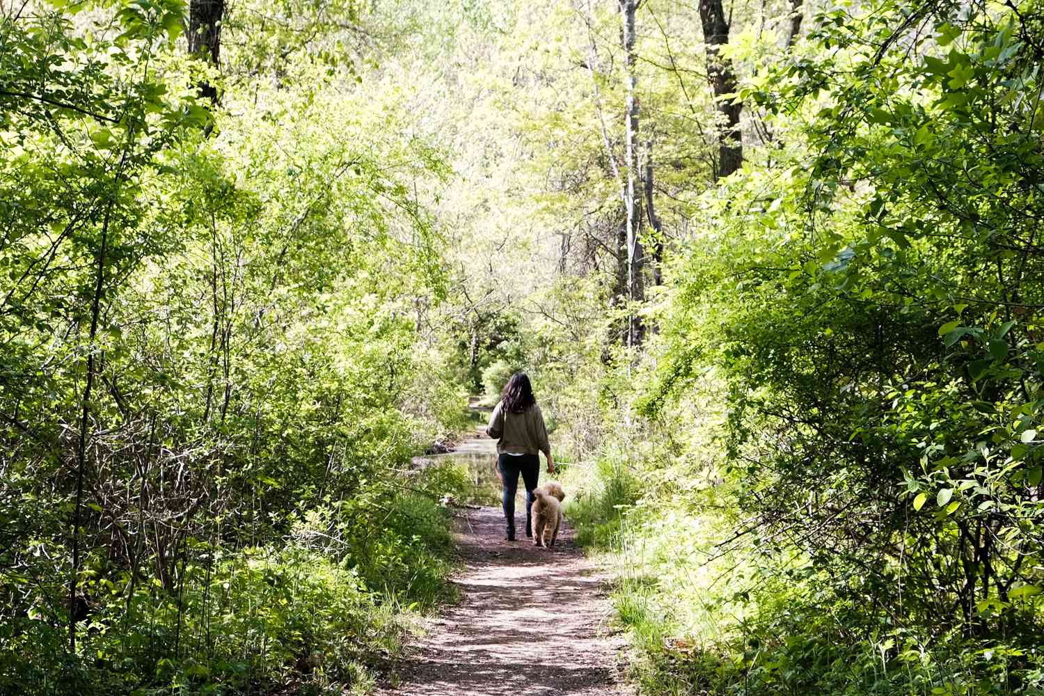 mujer y perro doodle se alejan por un sombreado camino de tierra del bosque
