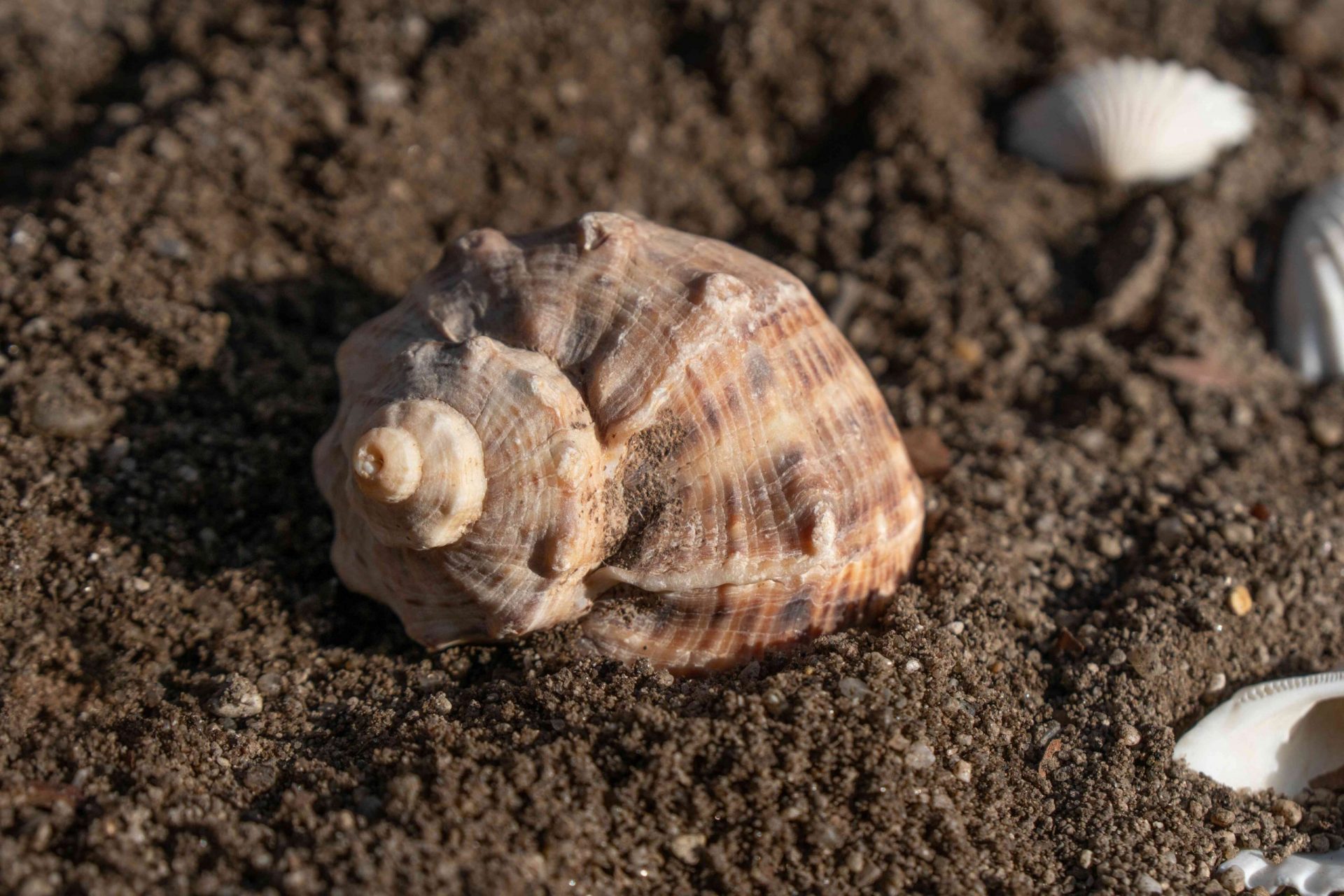 foto de cerca de una concha en espiral anidada en la arena marrón rodeada de otras conchas en la playa