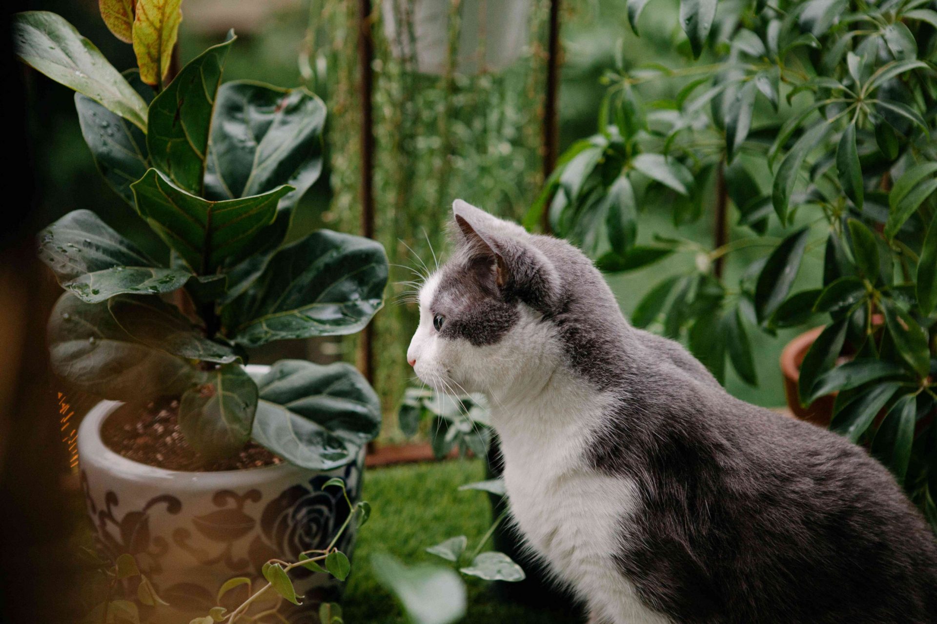 gatito gris y blanco sentado en la red del balcón exterior a la planta de higo de hoja de violín