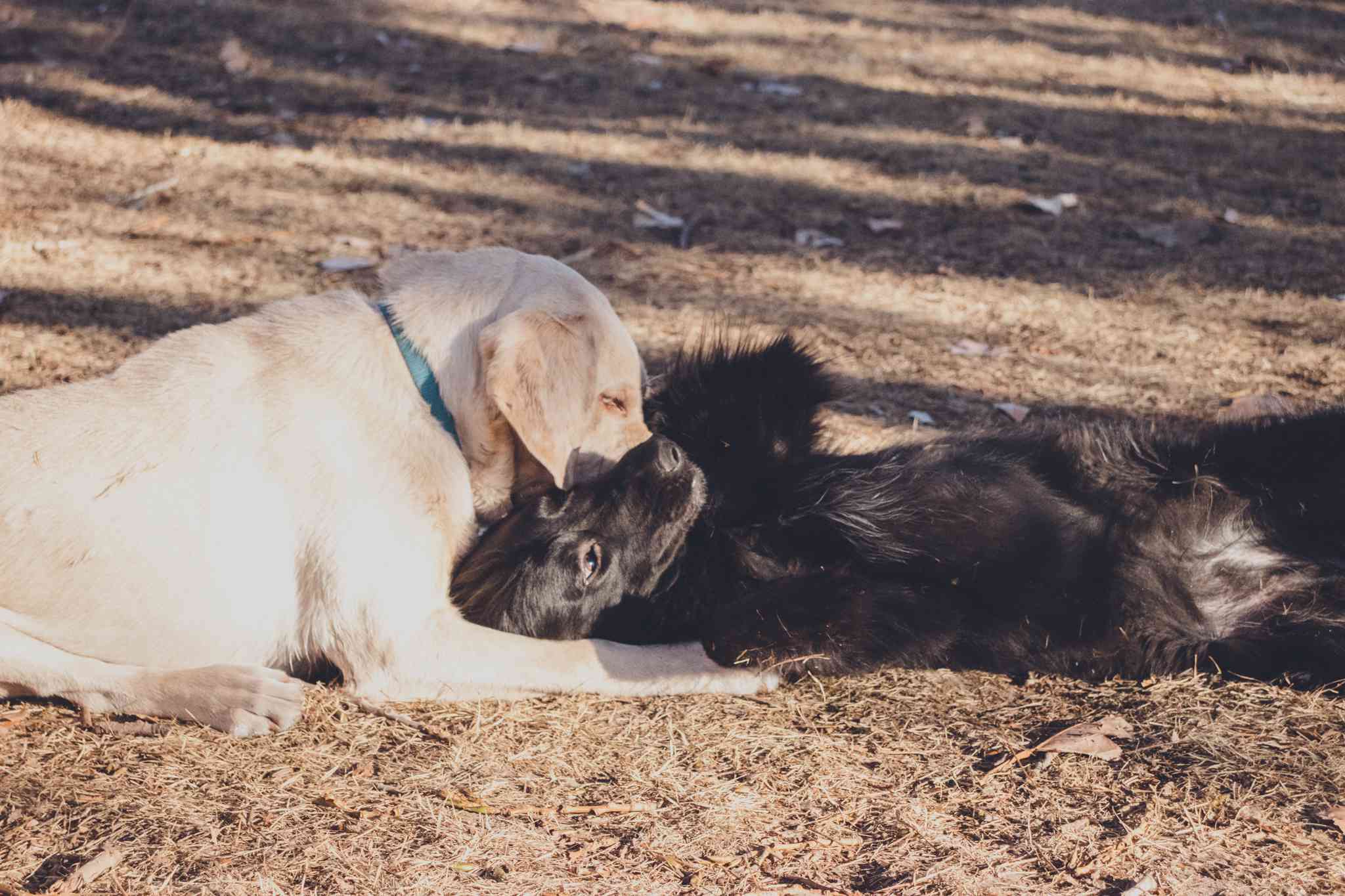 dos labradores juegan, el perro negro se tumba en la barriga sumisamente