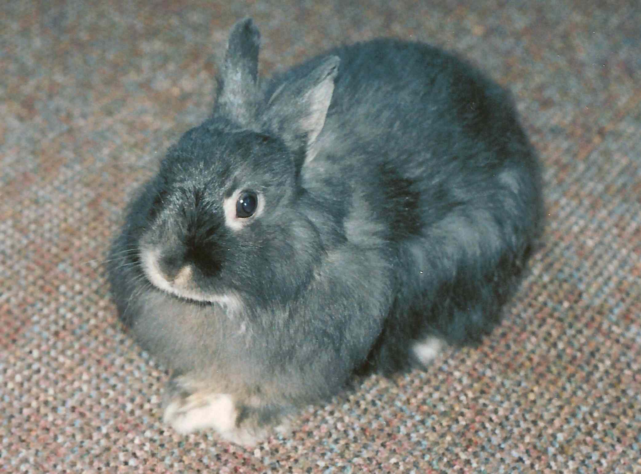 Conejo lanudo de Jersey sentado en una alfombra