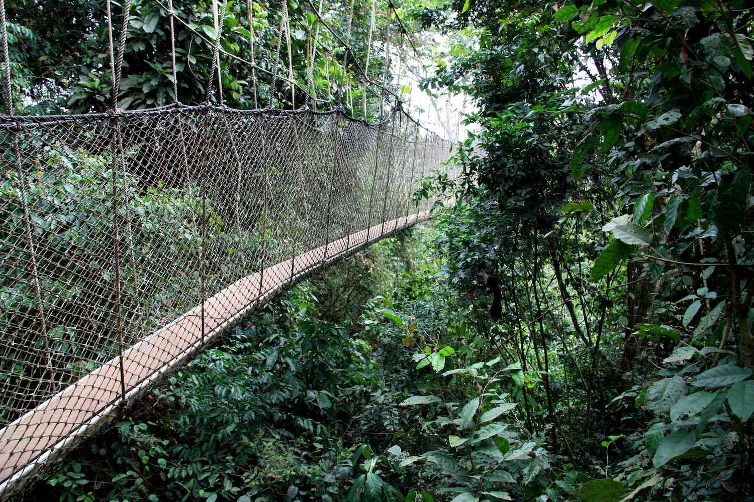 Un puente peatonal cruza el dosel de una selva