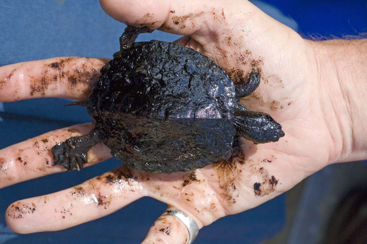 Tortuga cubierta de petróleo del vertido de Enbridge en Kalamazoo, Michigan