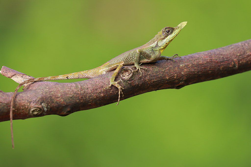 Un lagarto narigudo se posa en una rama