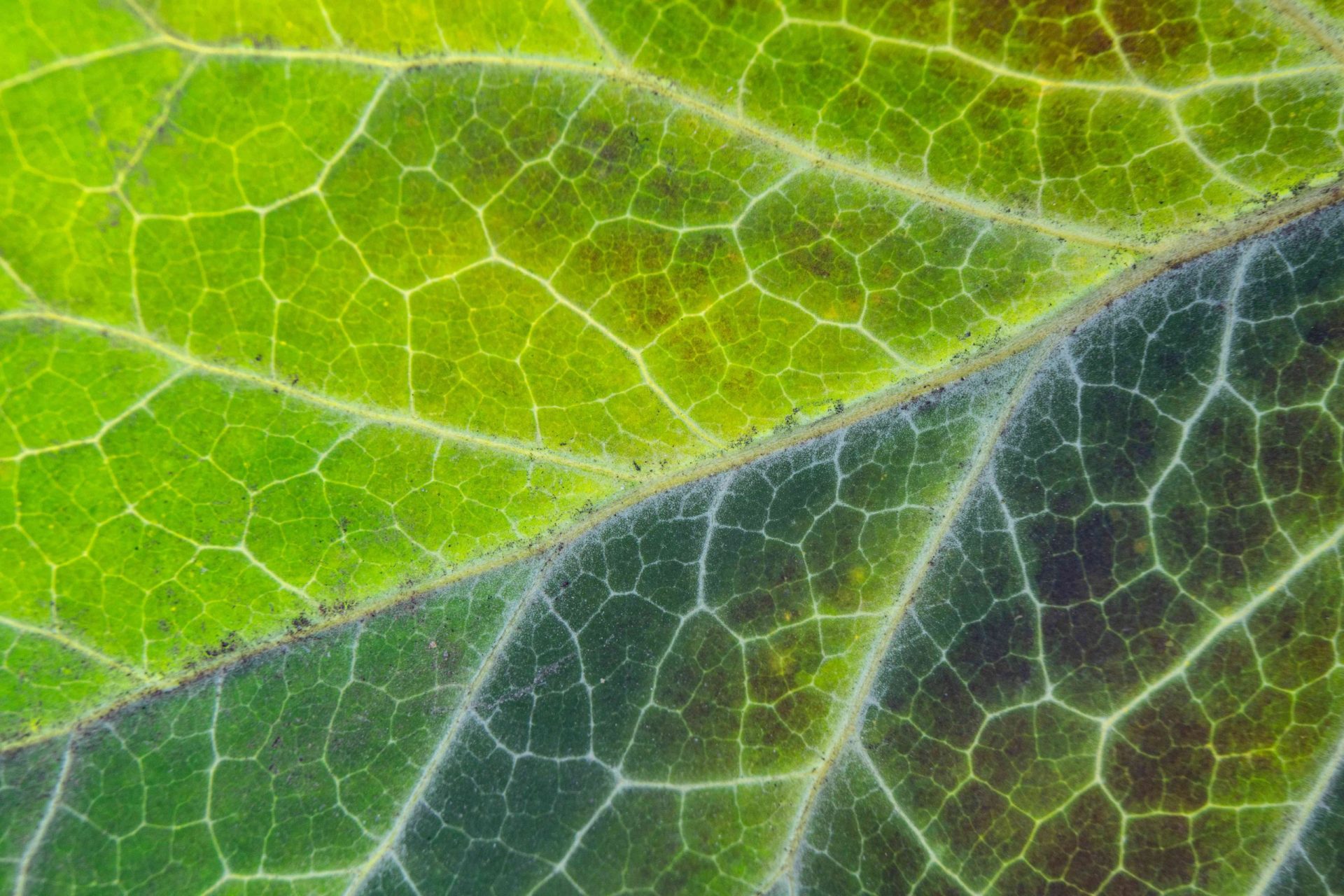 macrofotografía de venas de hojas verdes con decoloración oscura