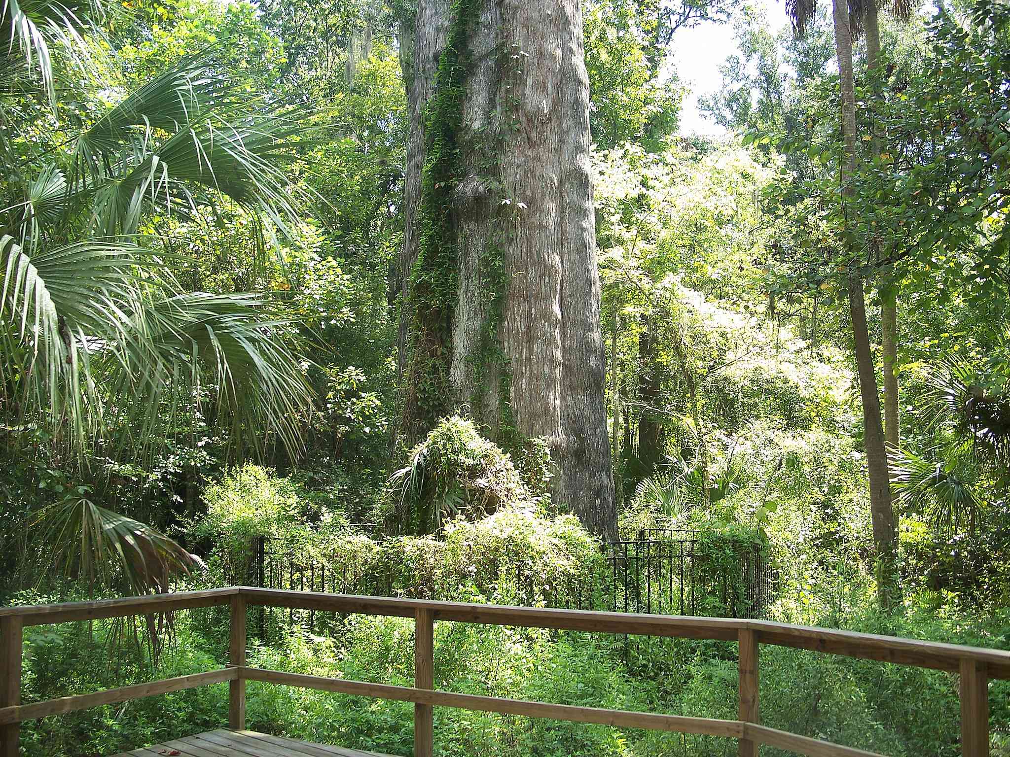 Vista desde el mirador junto al tronco del árbol Senador