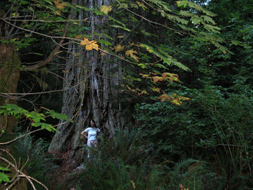 Mujer frente al árbol Monarca Perdido