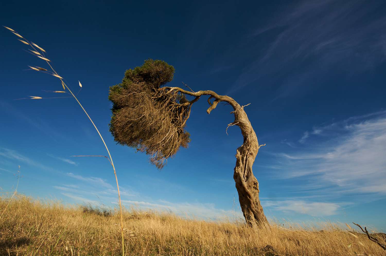 Un árbol doblado por el viento se encuentra en un campo de hierba bajo un cielo azul