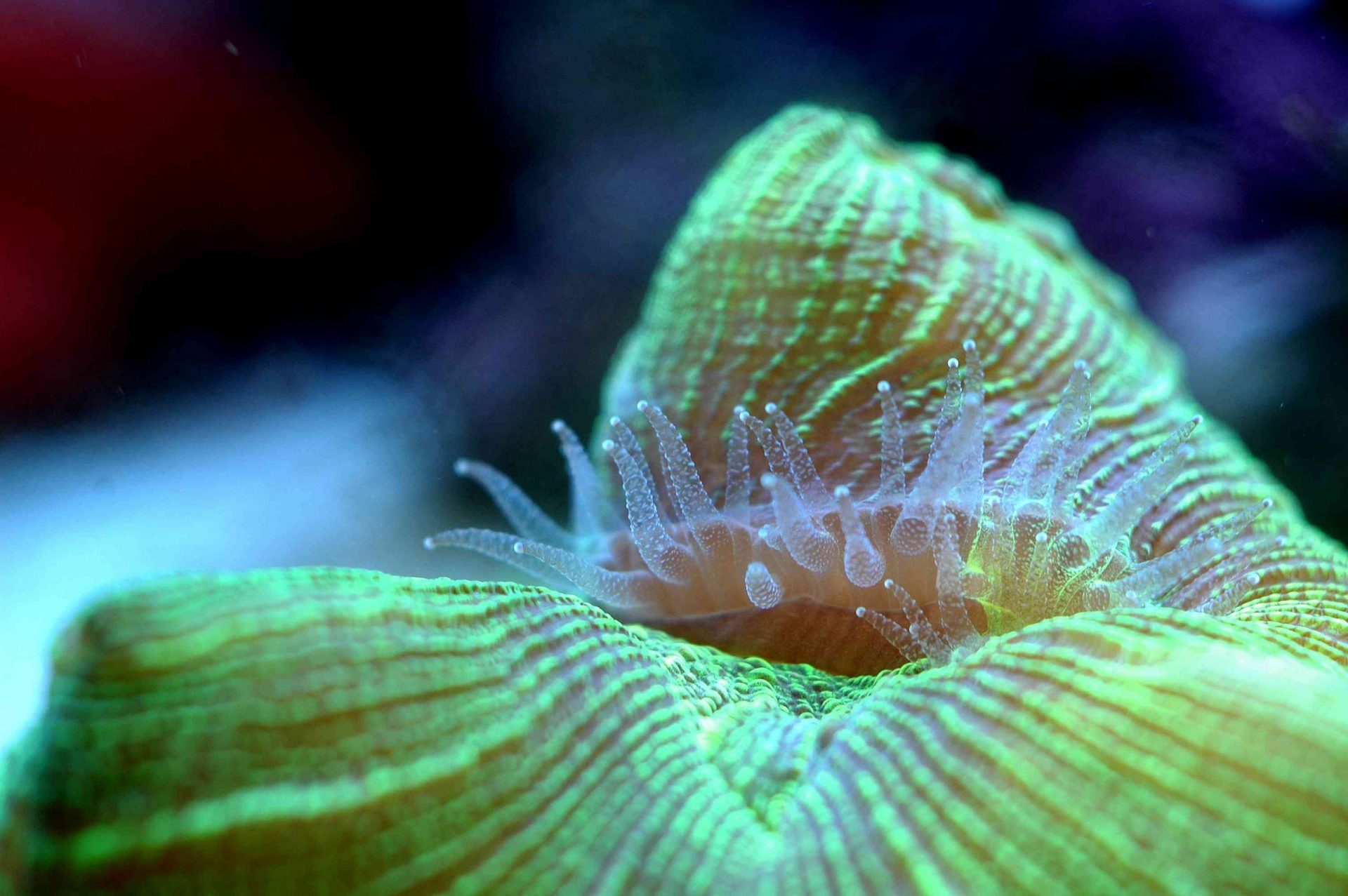 Coral cerebro abierto verde metálico con tentáculos transparentes visibles