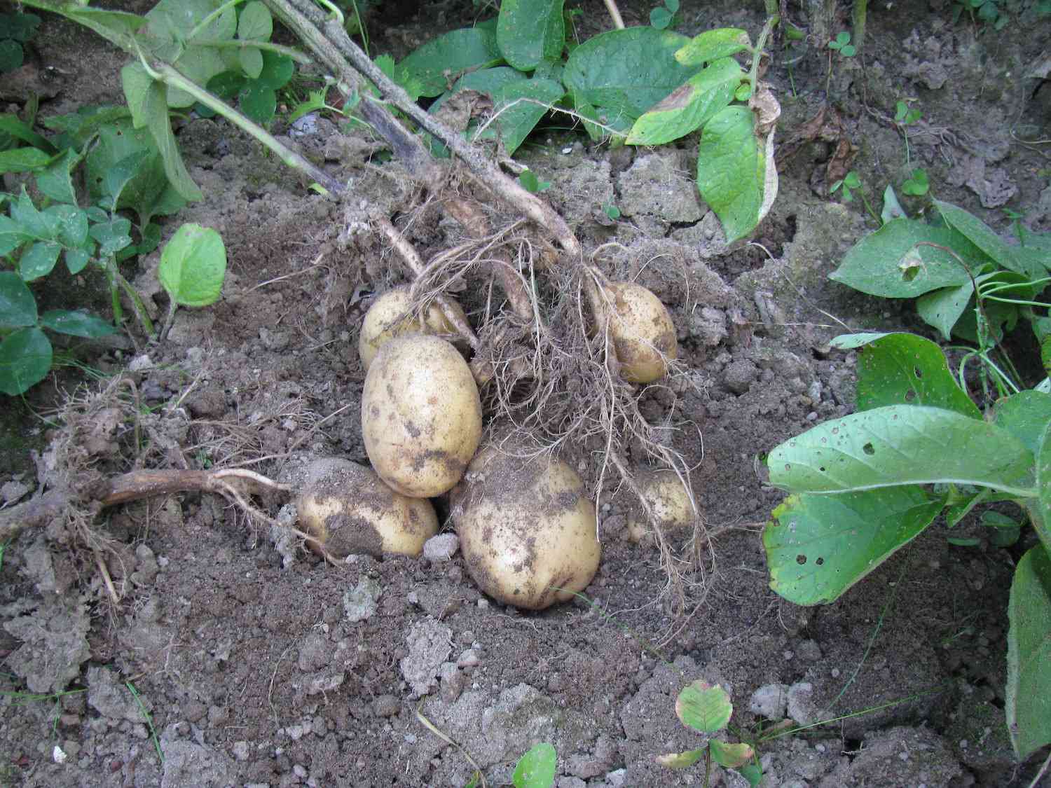 Un manojo de patatas recién cosechadas del suelo