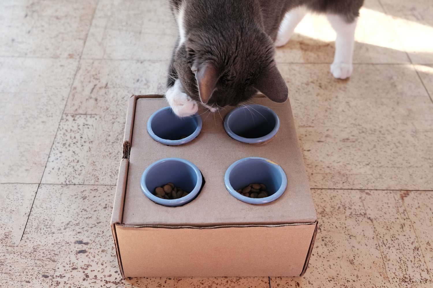 el gato gris y blanco saca las golosinas con la pata de la caja de cartón del comedero DIY