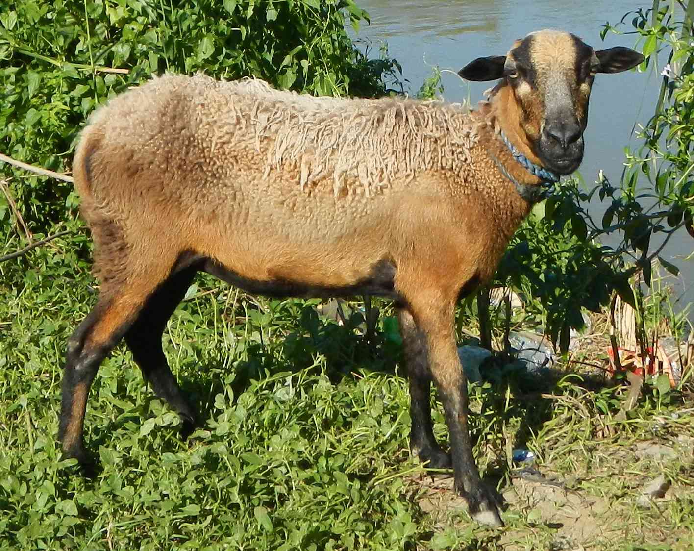 un híbrido de oveja y cabra con un pelaje marrón alargado mira fijamente a la cámara