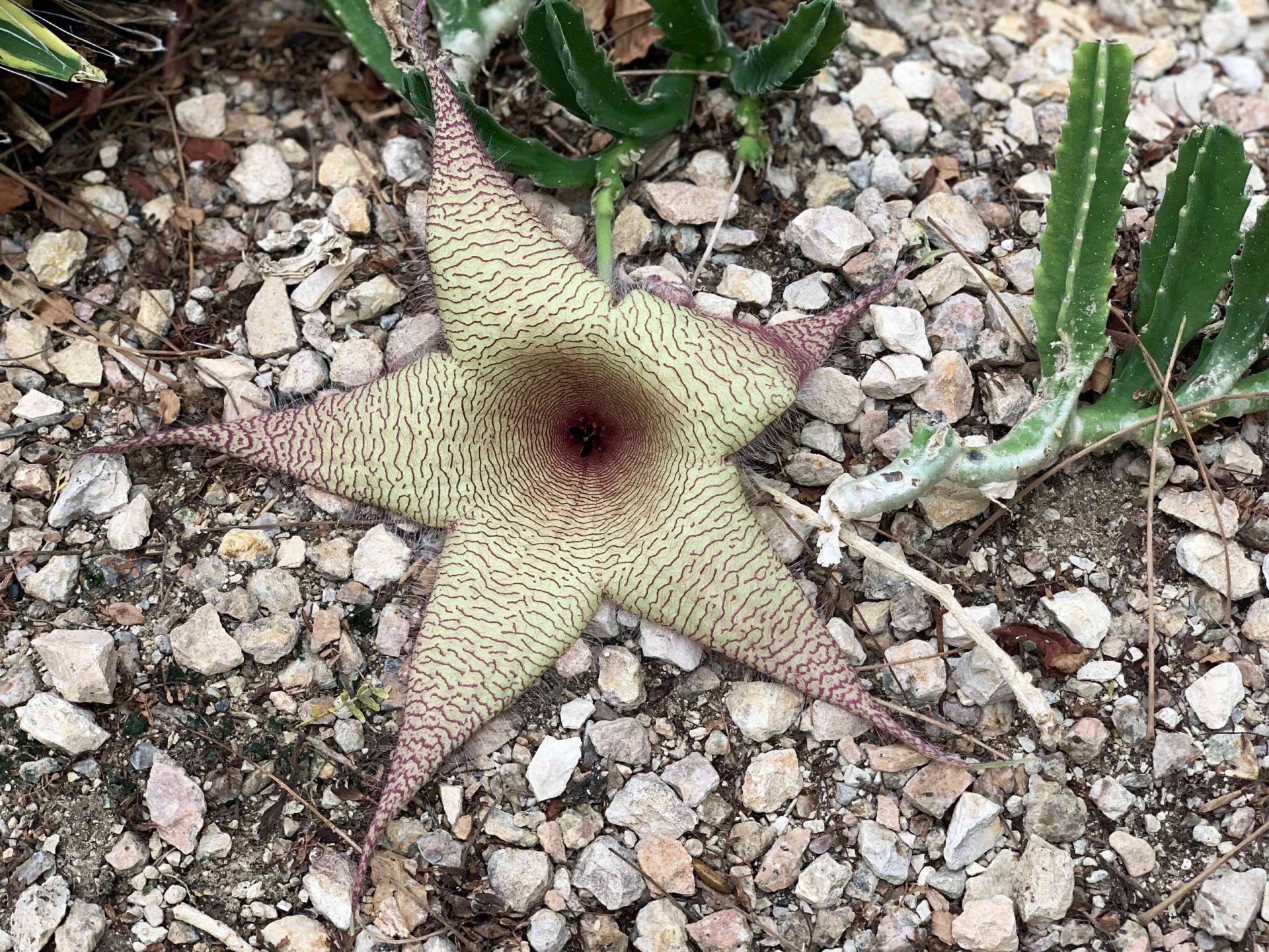La flor de Stapelia gigantea es una suculenta carroñera que crece en suelo rocoso