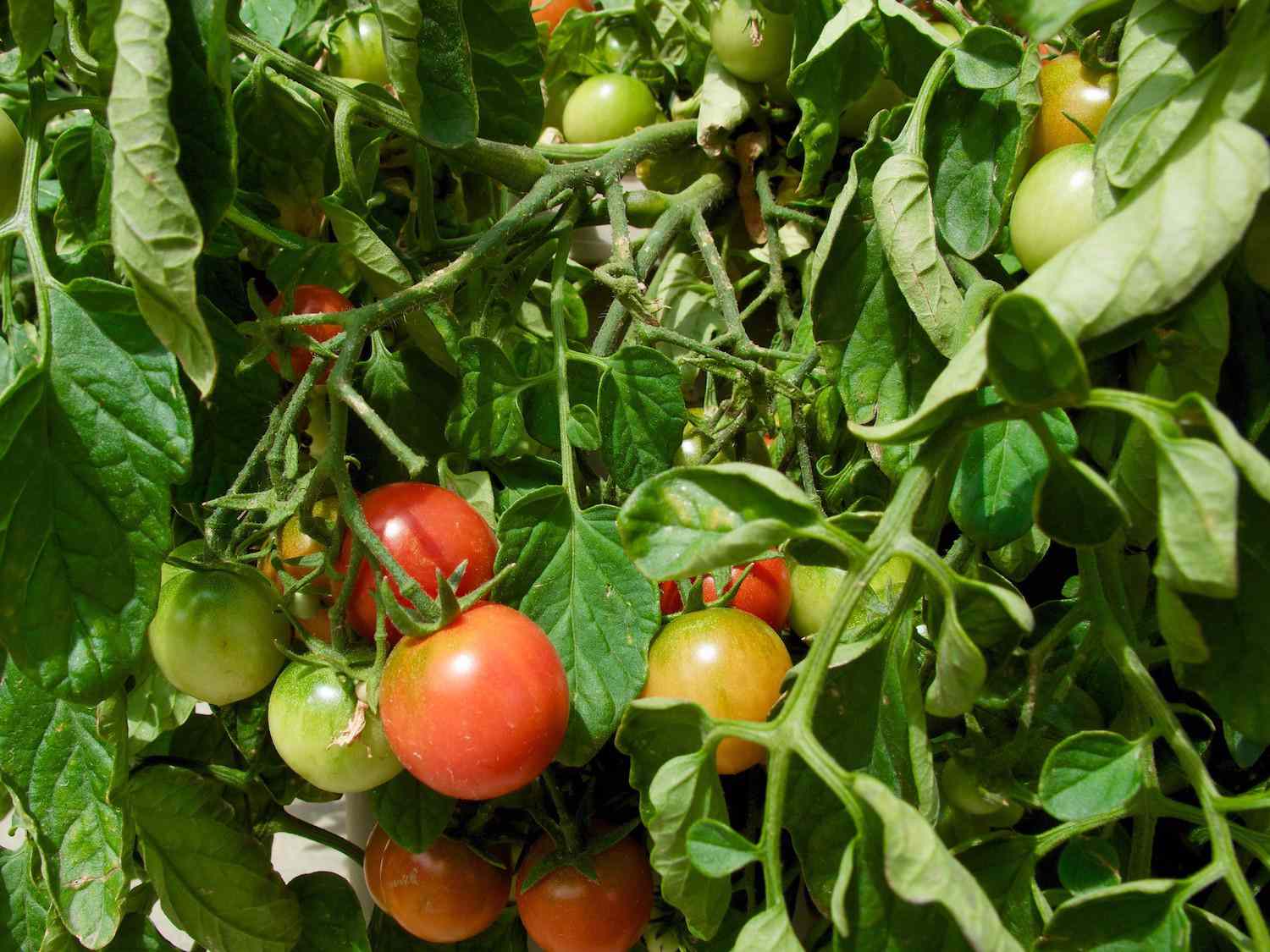 Una maraña de hojas verdes y enredaderas rodean un racimo de tomates cherry en distintos estados de maduración