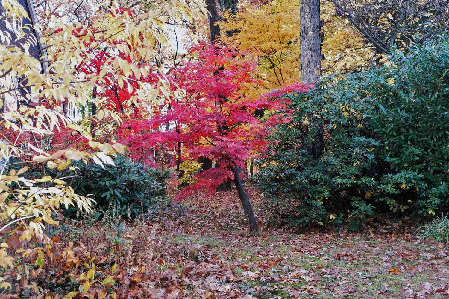 varios árboles que pasan por cambios de color en otoño a excepción de las frondosas como la magnolia