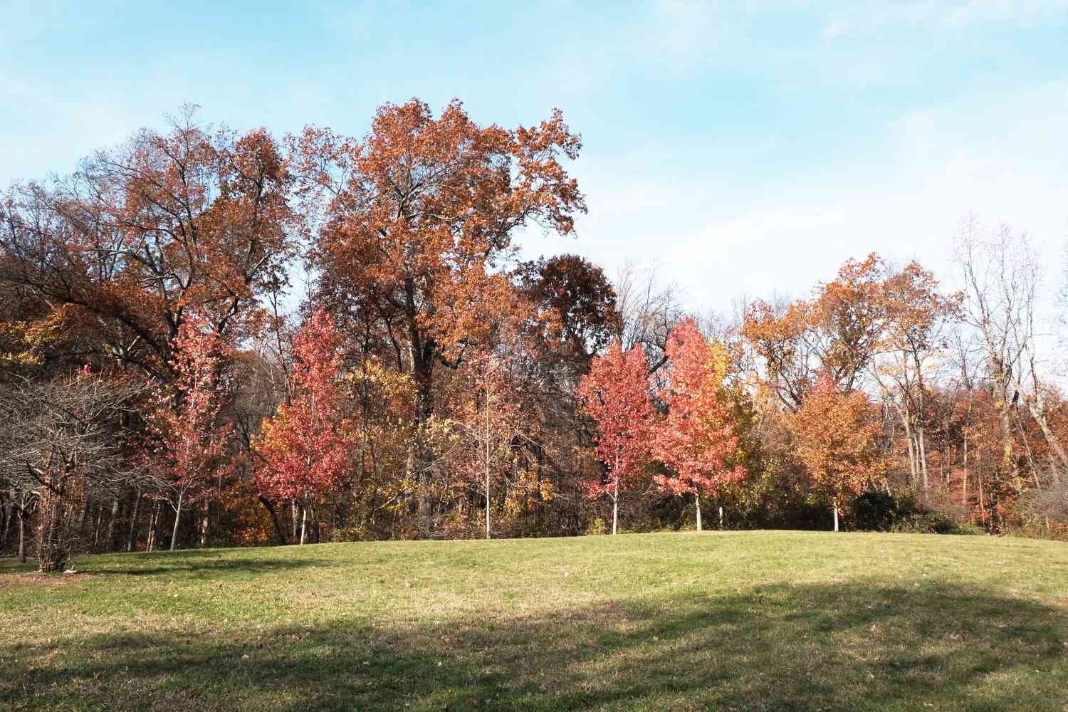 un gran campo de hierba con árboles que muestran el color del otoño con hojas rojas y naranjas