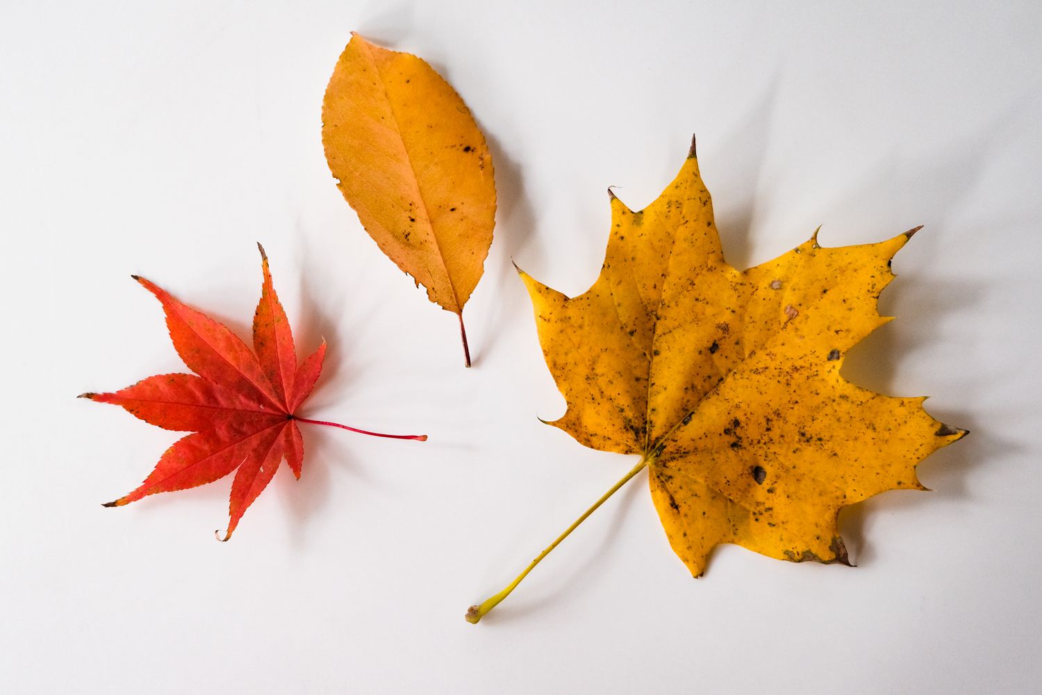 hoja de arce roja y hojas de otoño amarillas de los árboles mostradas sobre fondo blanco
