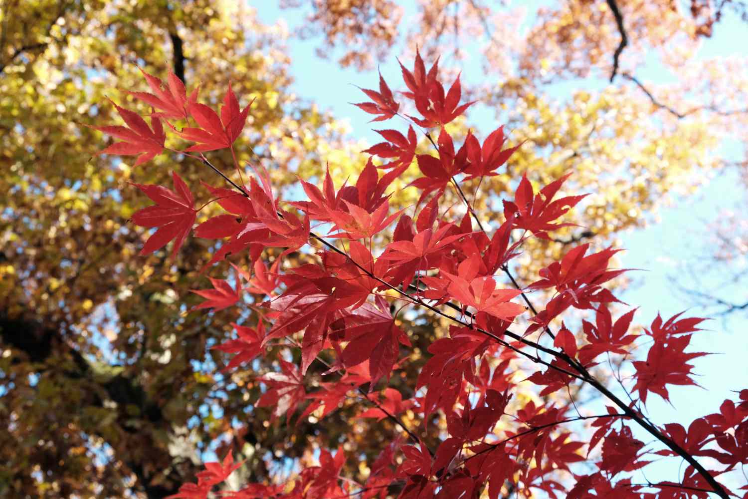 hojas de arce rojas en un árbol durante el otoño contra el cielo azul