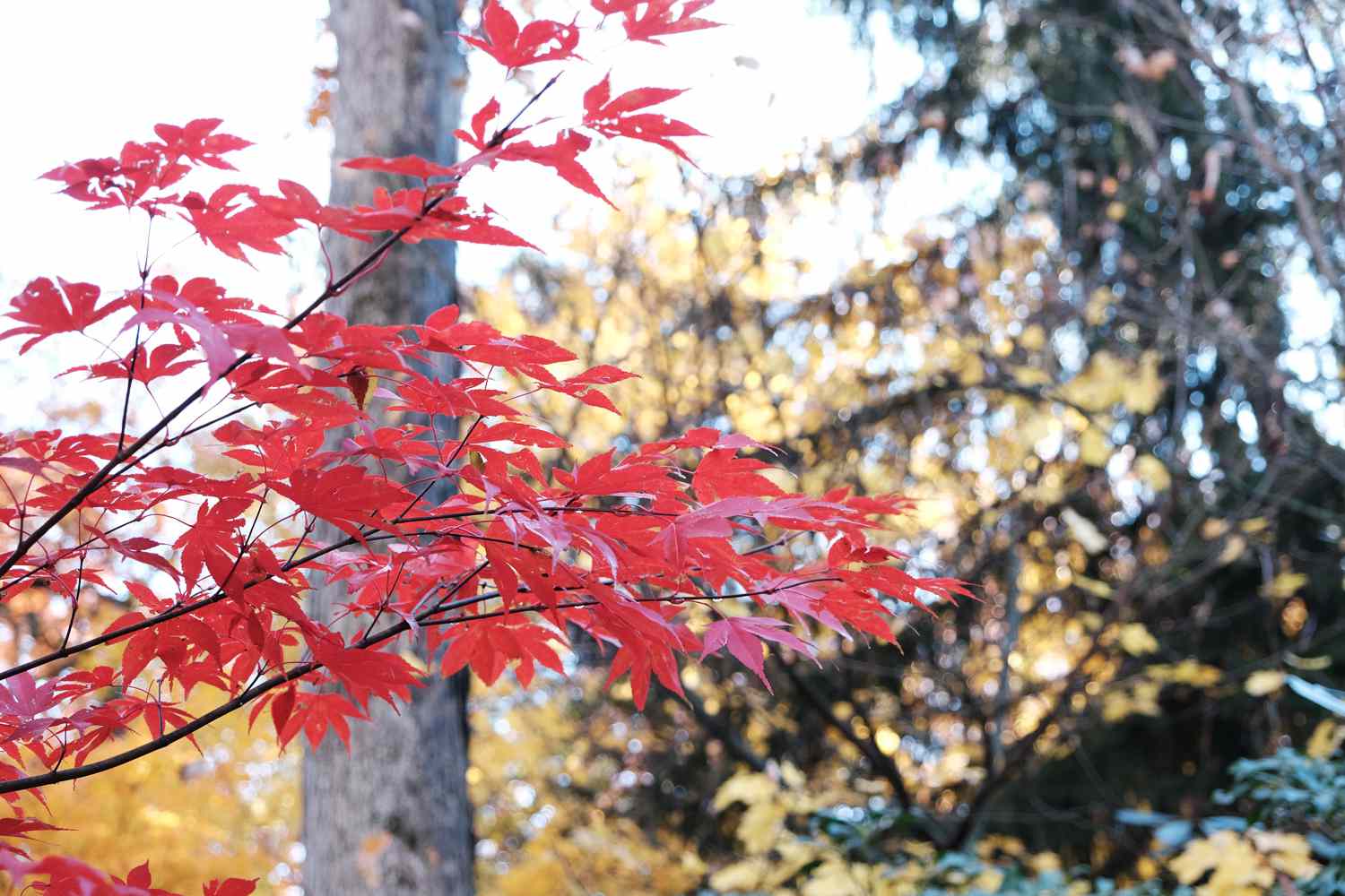 hojas rojas brillantes de un arce con el tronco de un árbol de fondo