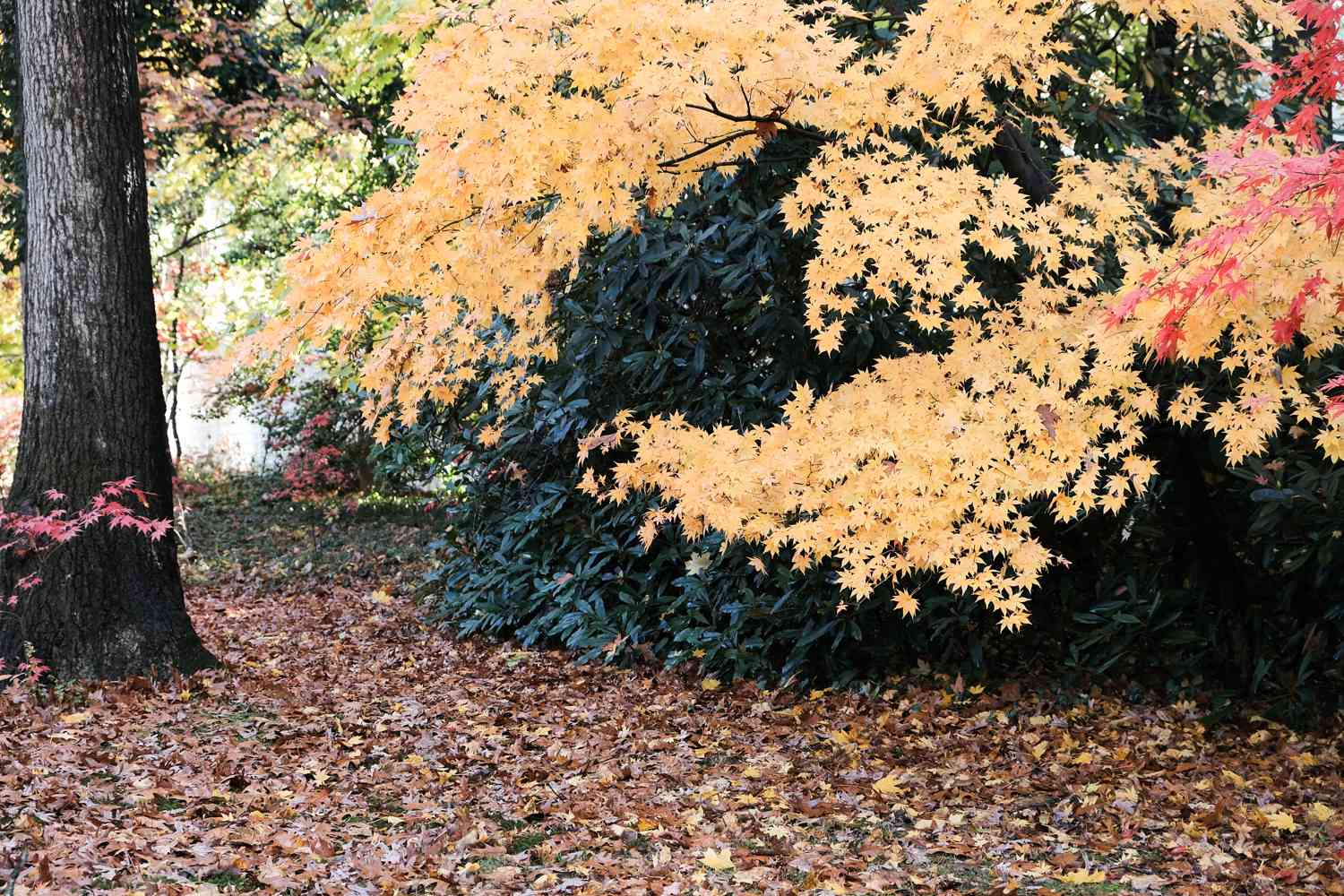 un bosque lleno de árboles con hojas amarillas, rojas y verdes en otoño