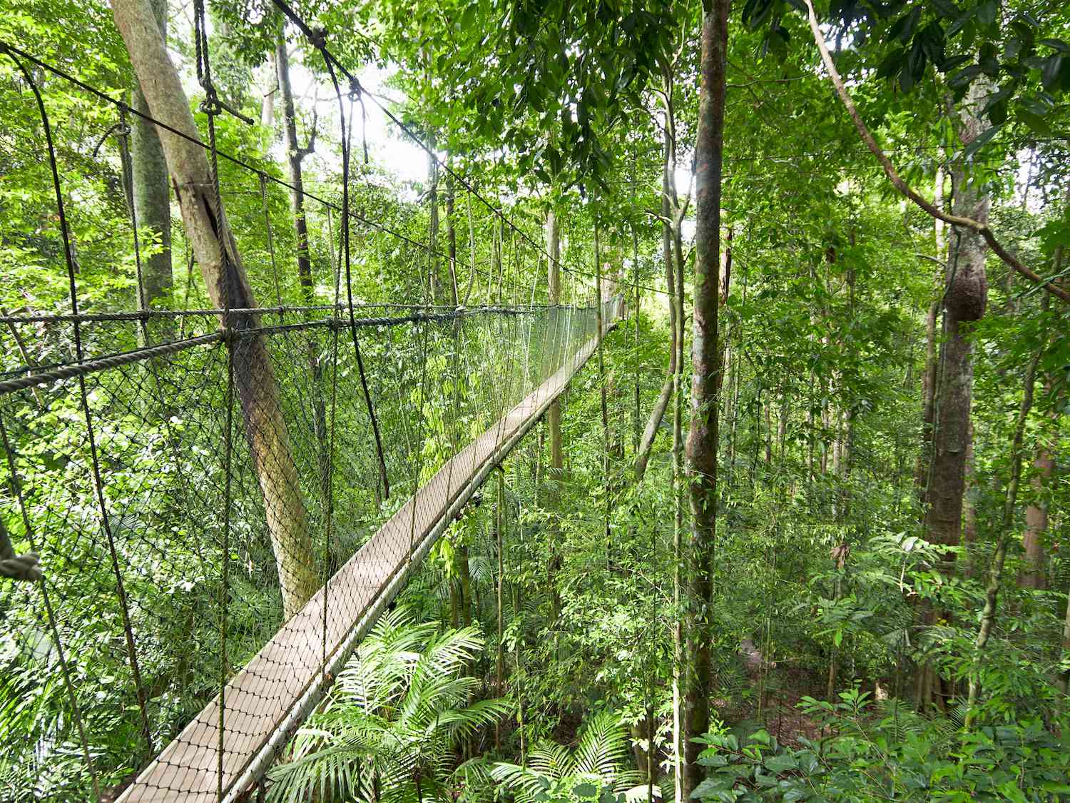 Un puente peatonal suspendido sobre una selva tropical