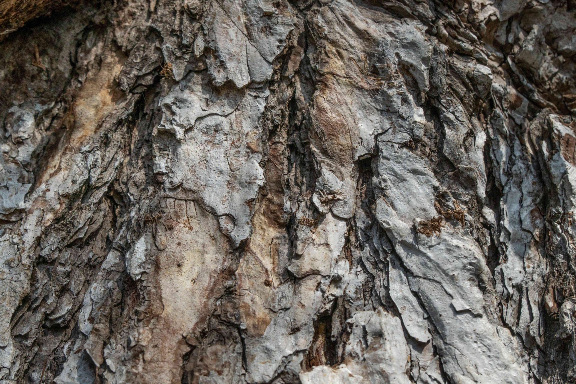 primer plano de una corteza de árbol marrón y gris desgastada