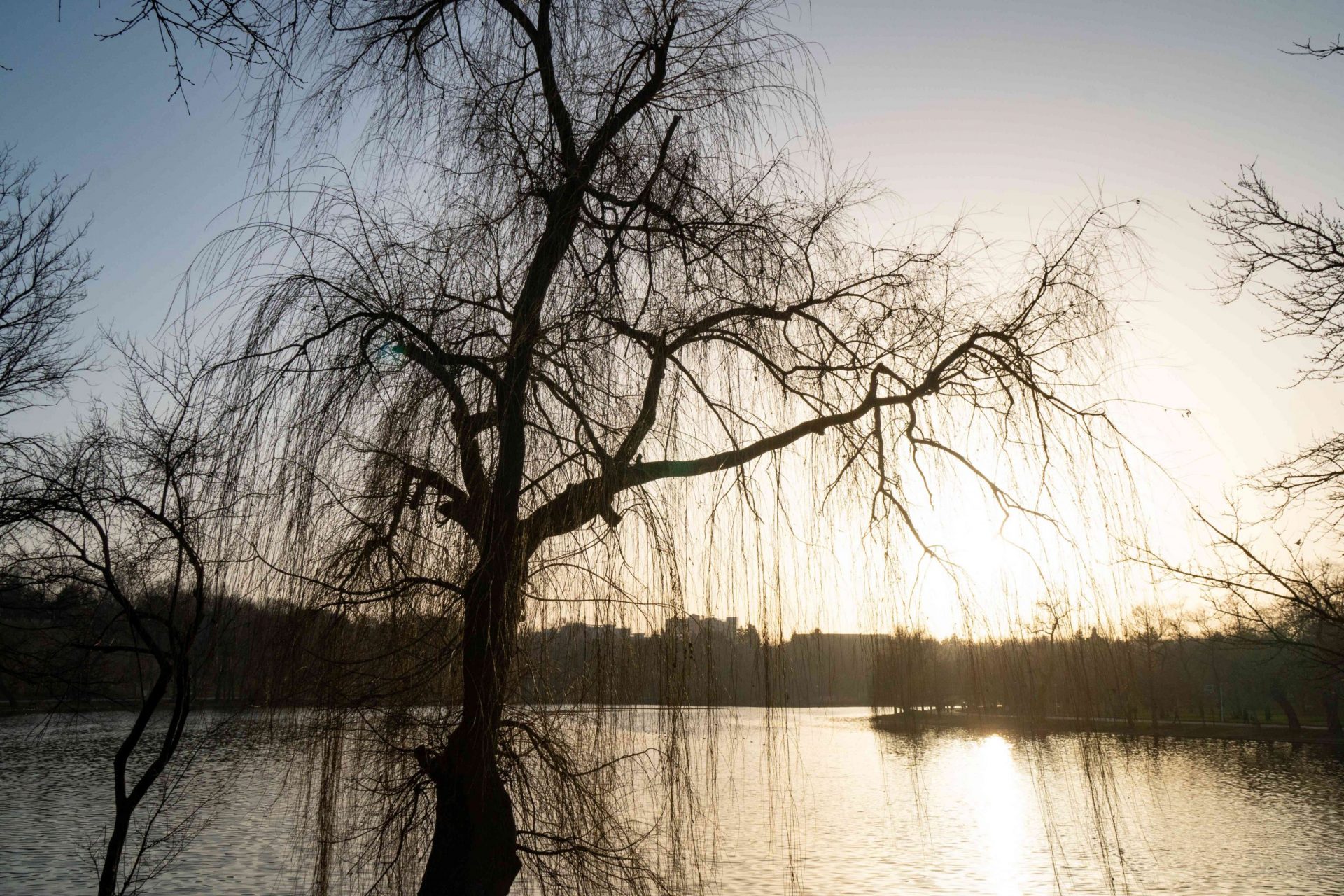 gran árbol estéril al atardecer durante el invierno con vistas a una masa de agua