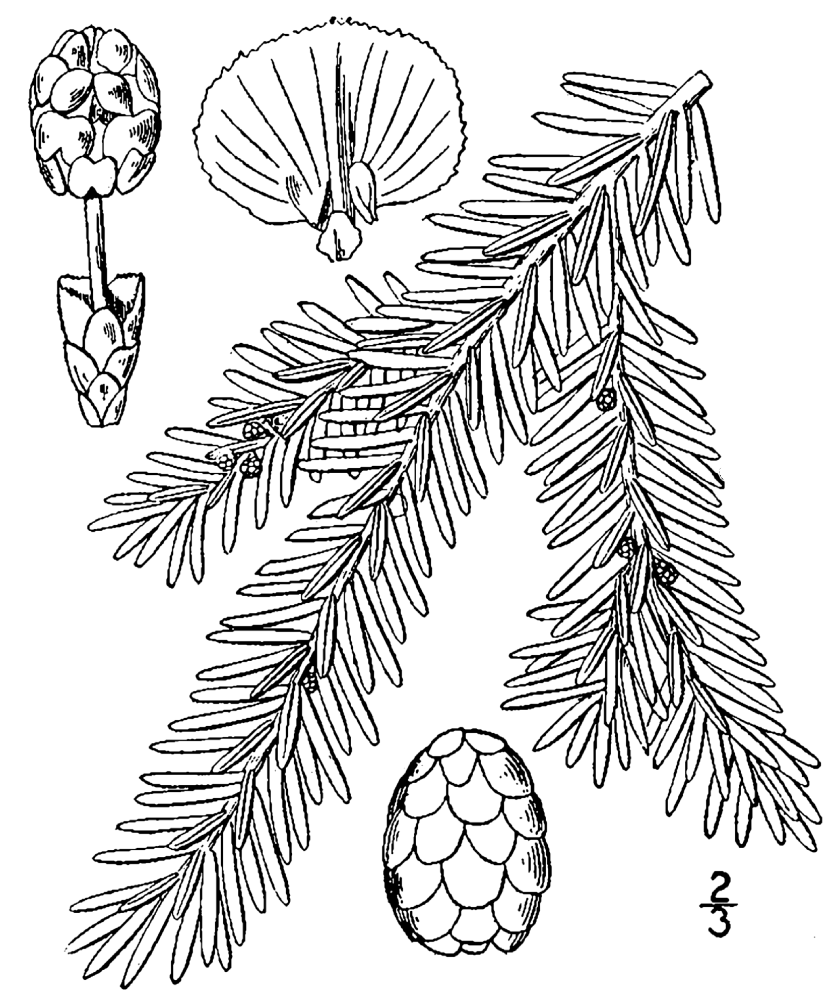 hojas y conos de cicuta oriental