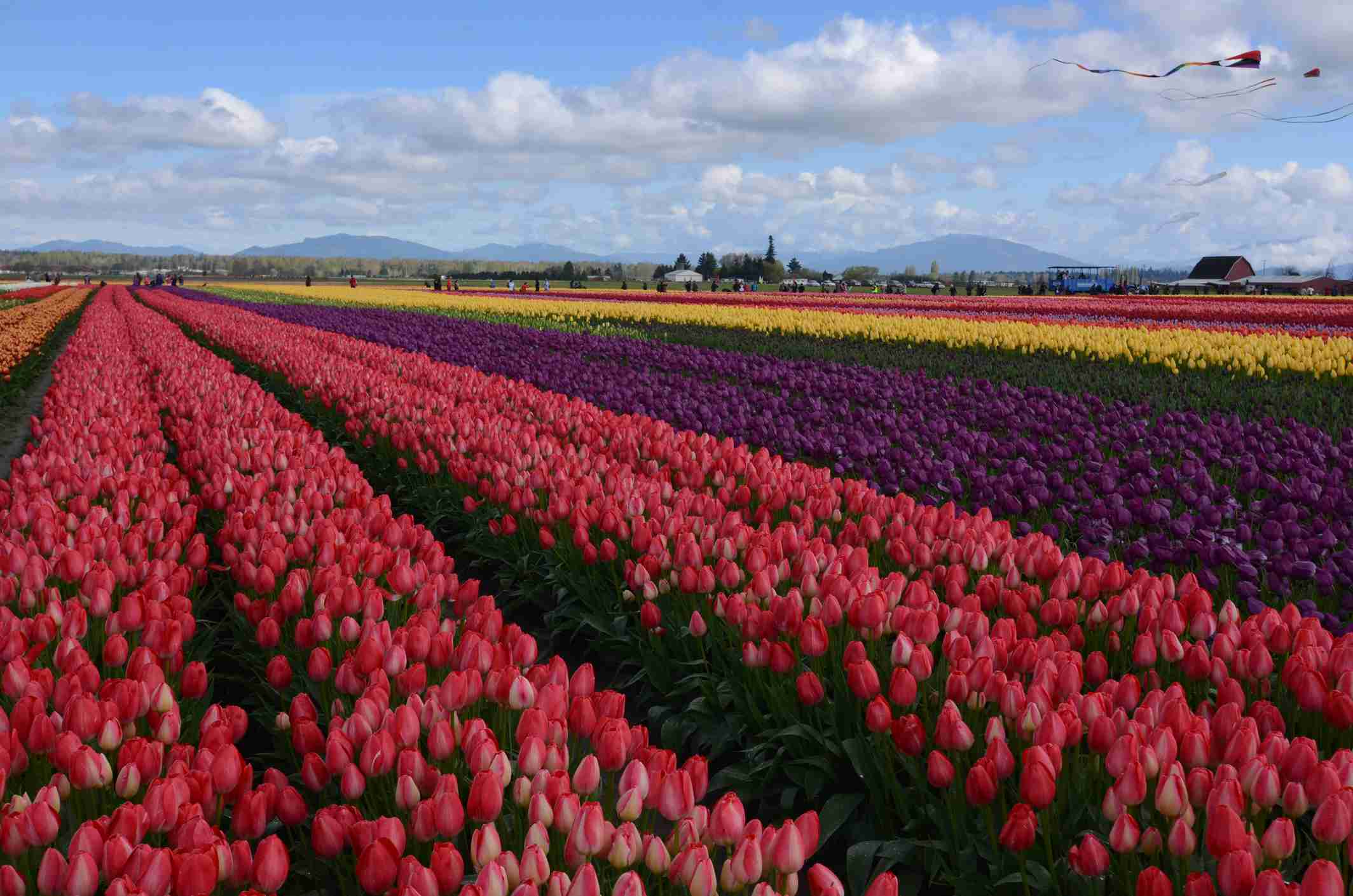 Granja de tulipanes